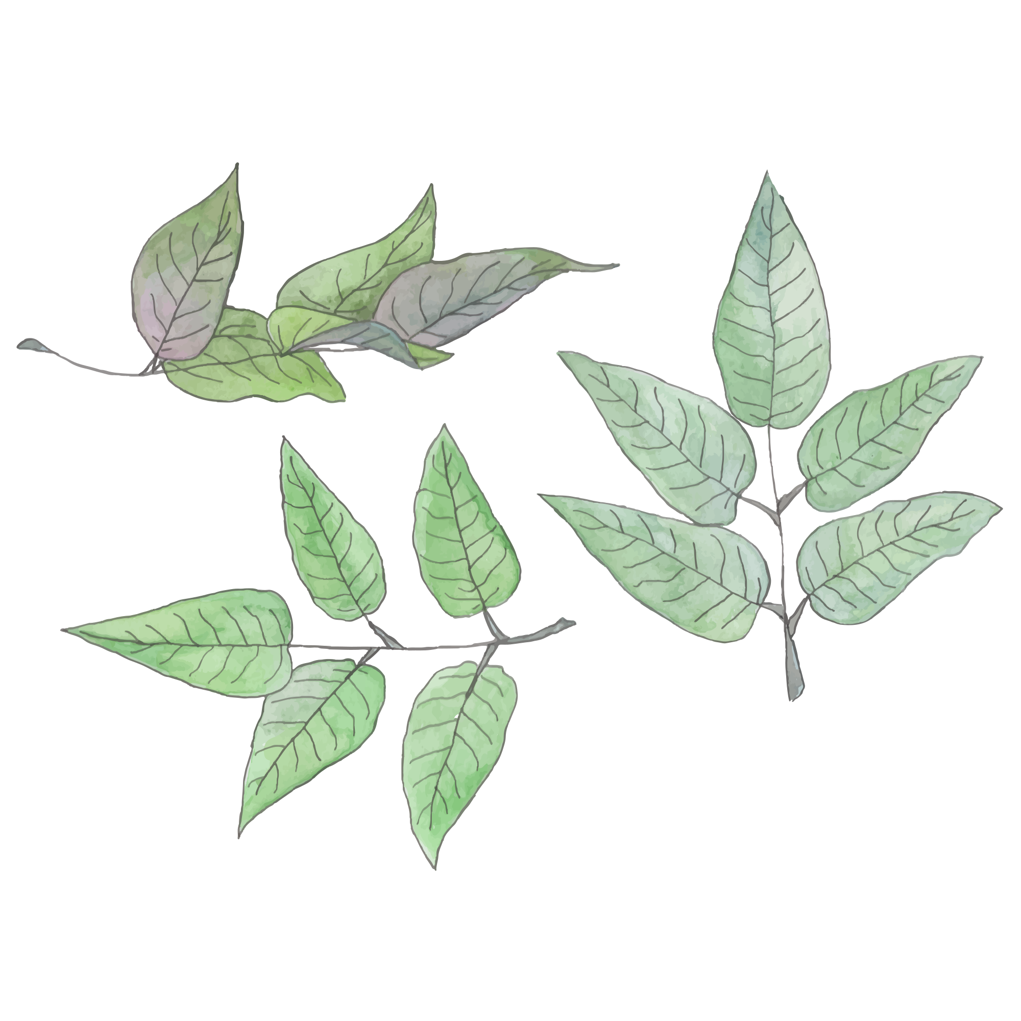 Photo by liska_lissa