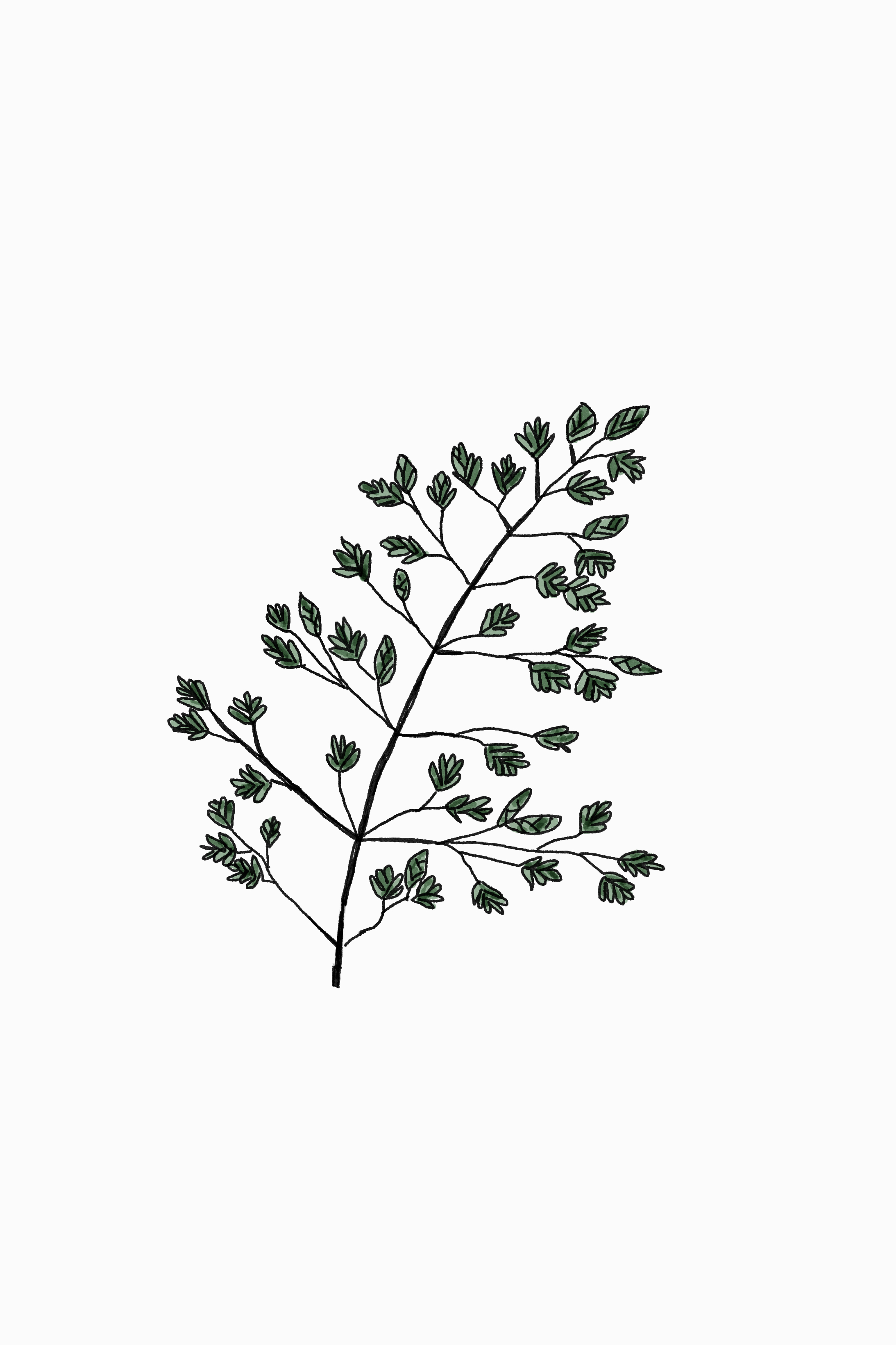 Eucalyptus 🌿 #eucalipto #eucalyptus #tattooline #tattoo #tattooedgirl  #inkedgirl #handmadetattoostudio #carpi #ink #art #onmyskin #indelible  #girlink #beuty #floralart #eucalyptustattoo #🌿, image size:3000x4500