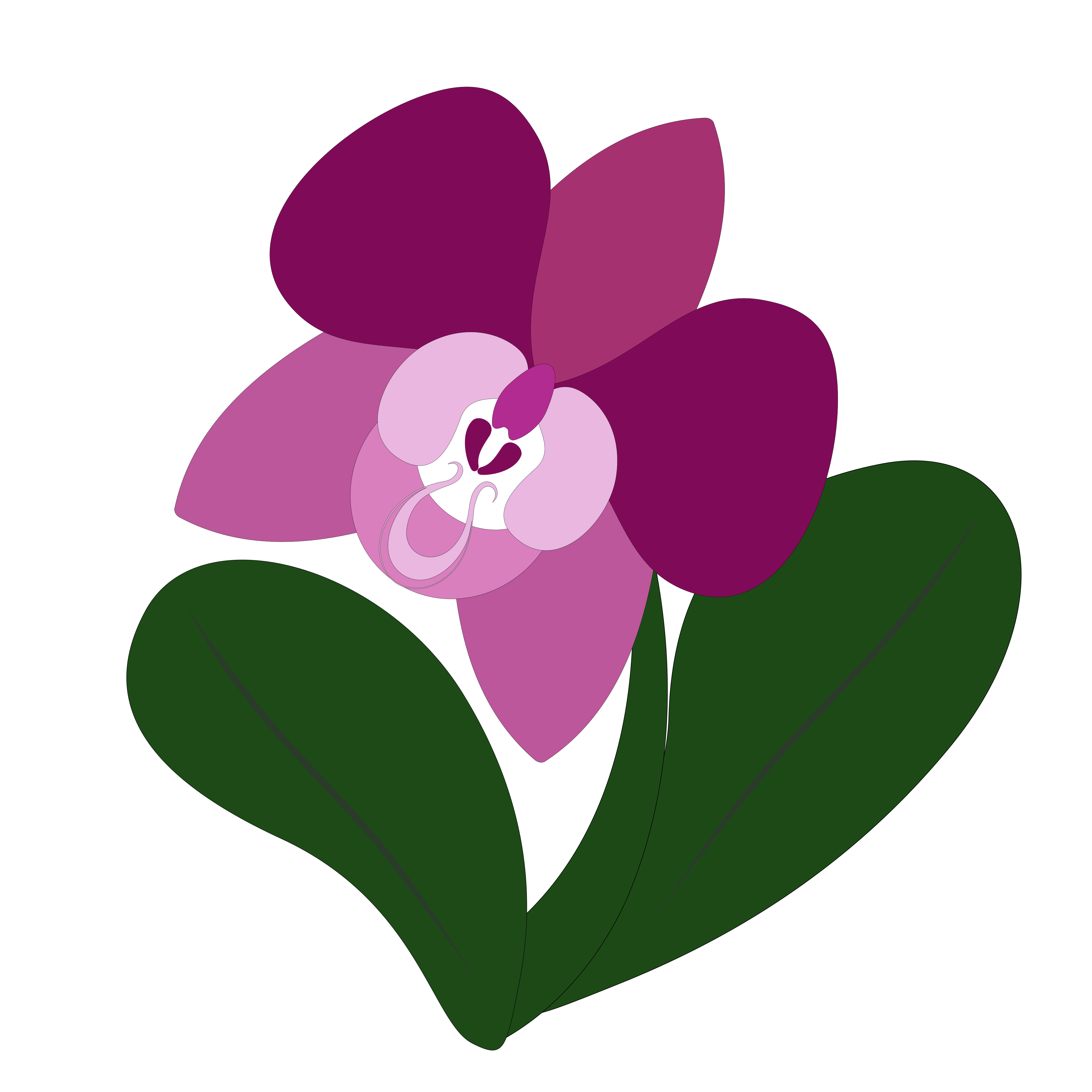 Una orquídea morada con hojas verdes.