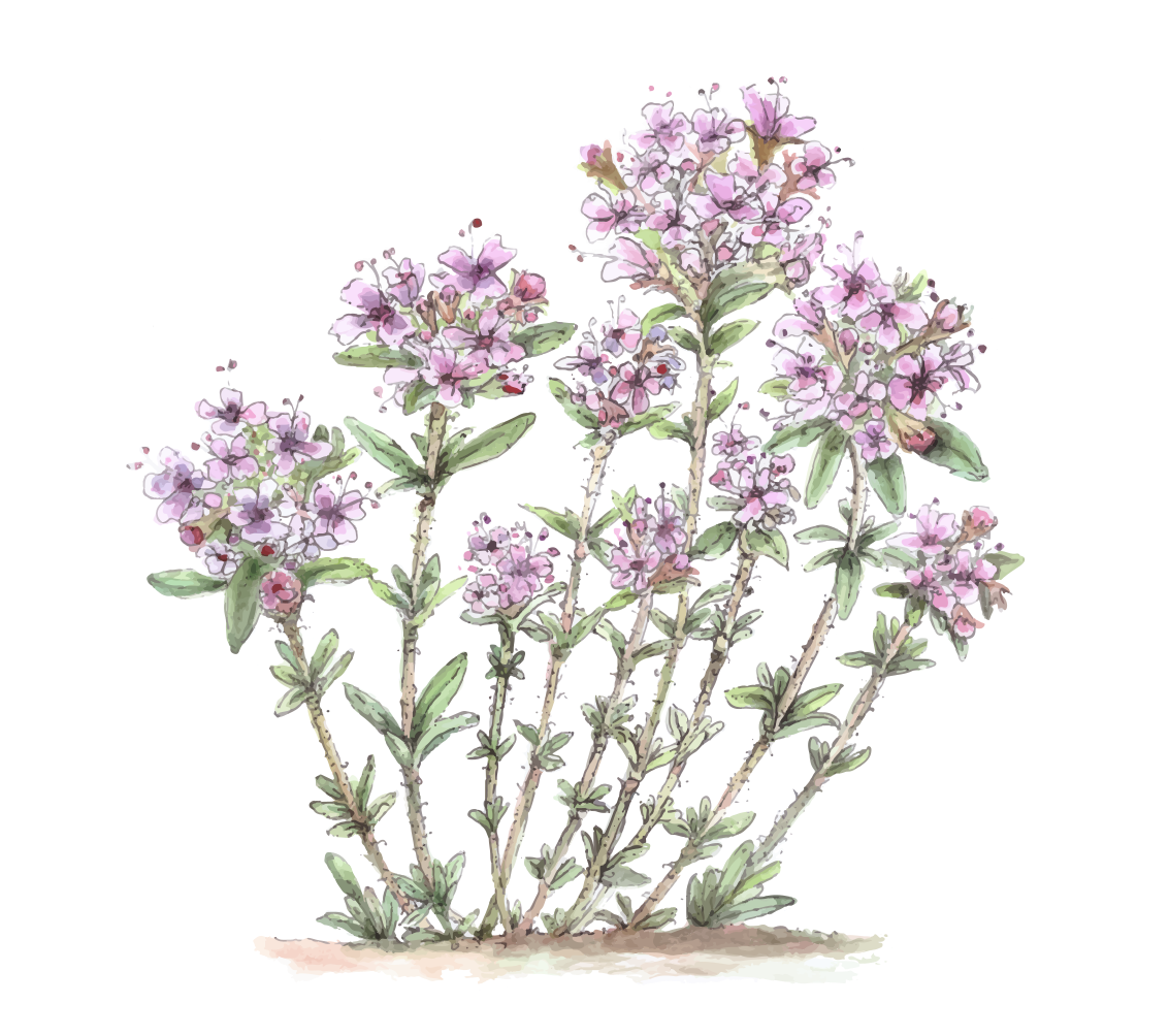 Flowers and stems of a plant are in bloom.