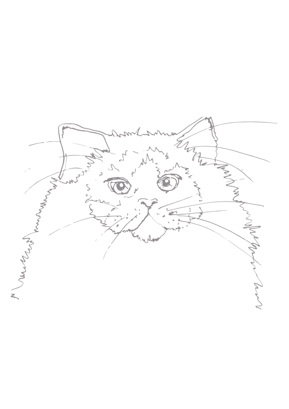 Eine süße schwarz-weiße Katze mit rotem Halsband. Vektor – Kostenloses Bild  zum Thema Katze auf Unsplash, image size:3000x4245