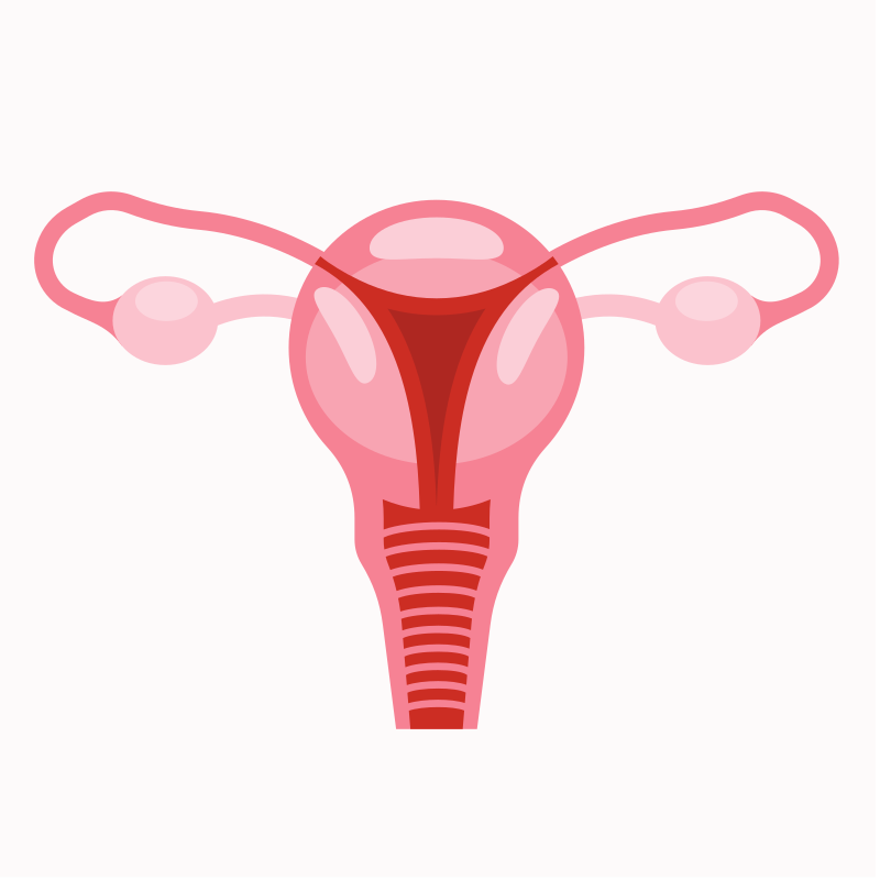 여성 생식계의 일러스트. 벡터 – Unsplash의 무료 여자 이미지, image size:3000x3000