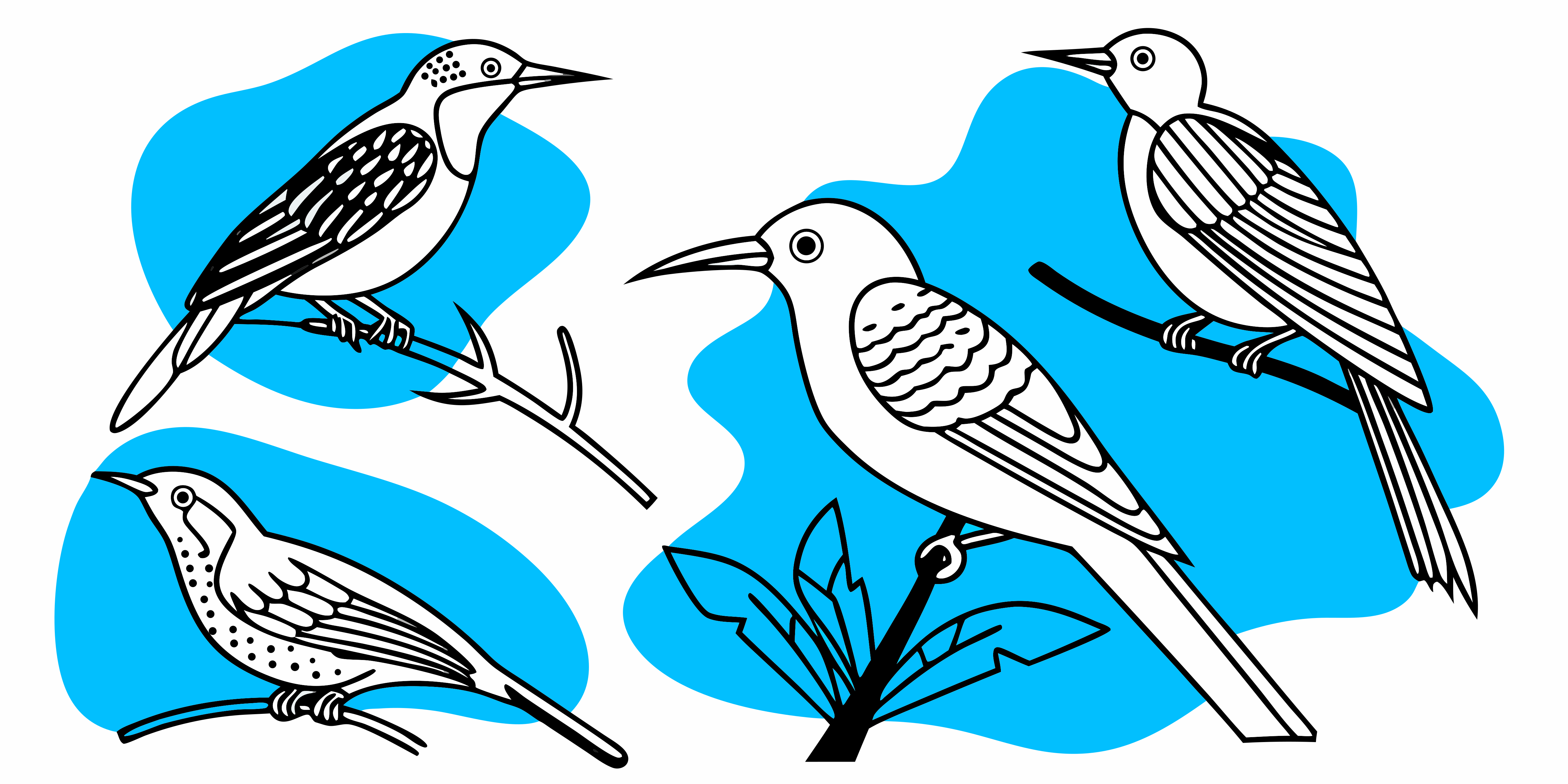 Four different birds are depicted on branches.