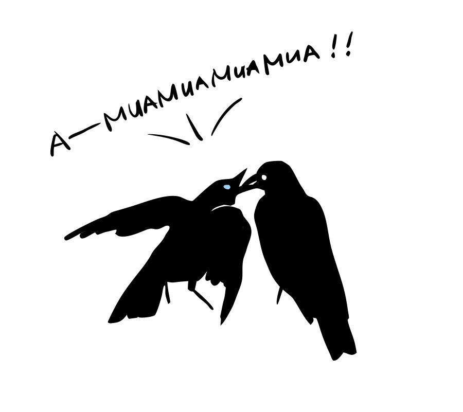 Two crows feeding each other on white background