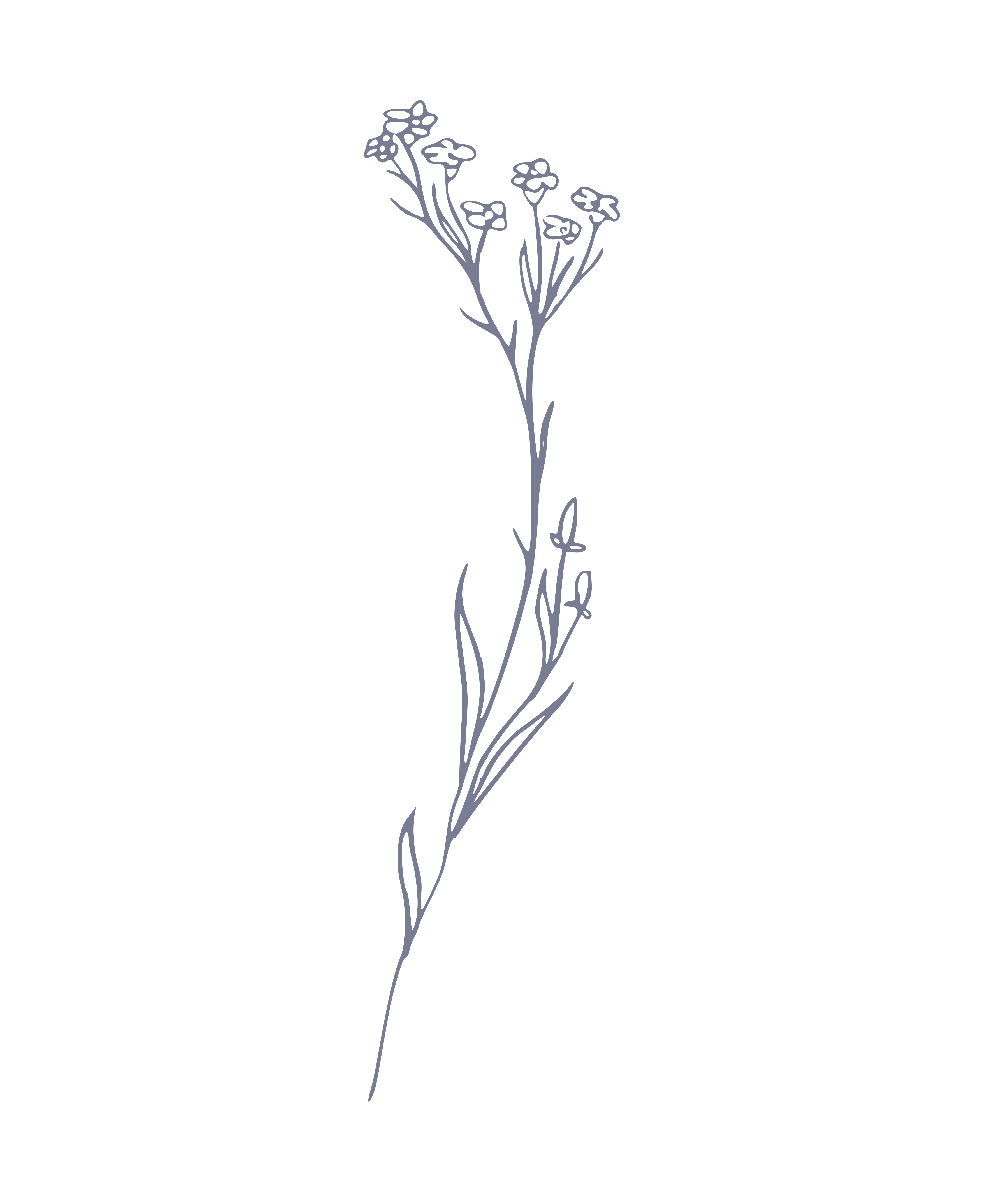 Delicado dibujo lineal de una planta con flores. vector – Imagen de  Dibujado a mano gratuita en Unsplash, image size:3000x3667