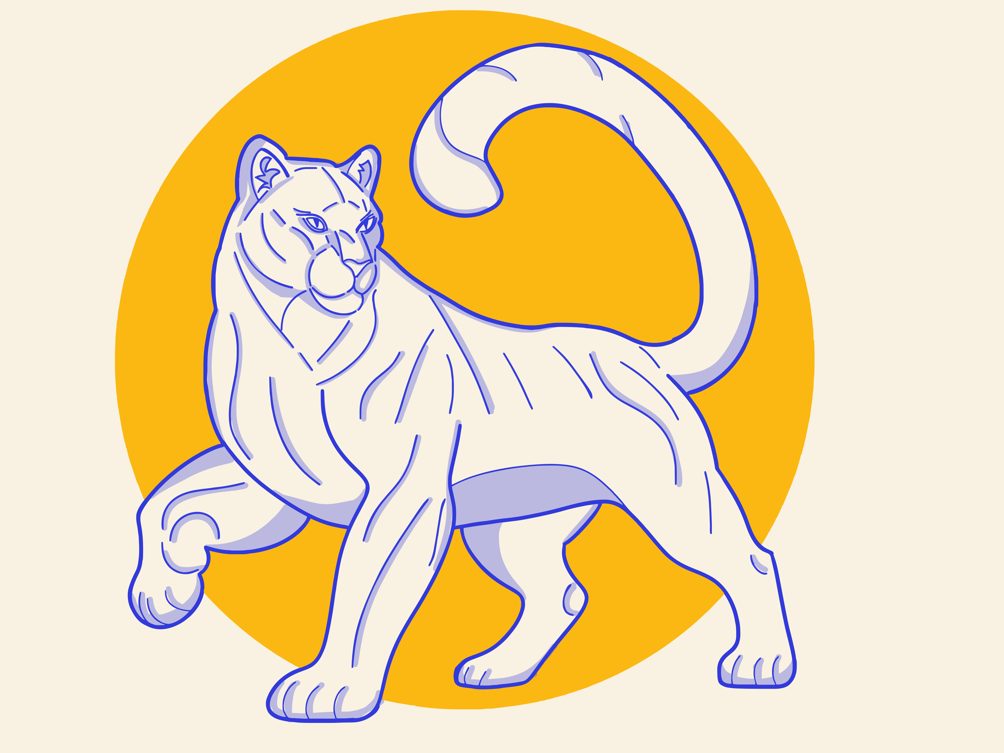 White tiger with a curled tail on yellow circle