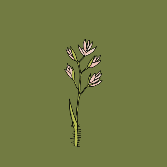 A delicate pink flower on a green background