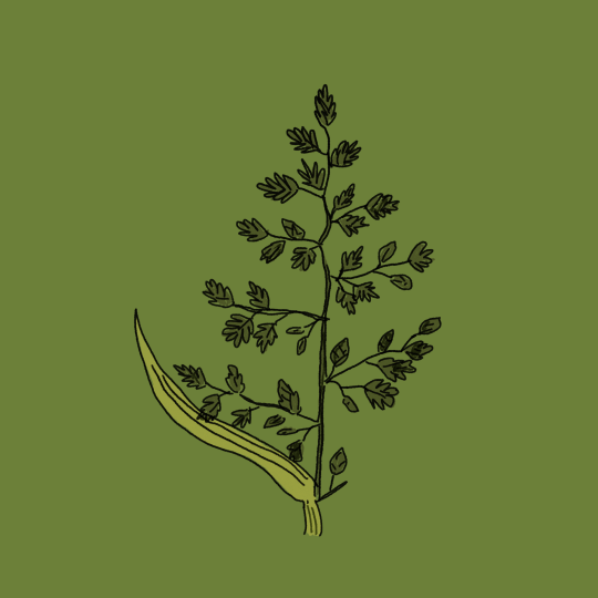 A drawing of a grass stalk on a green background