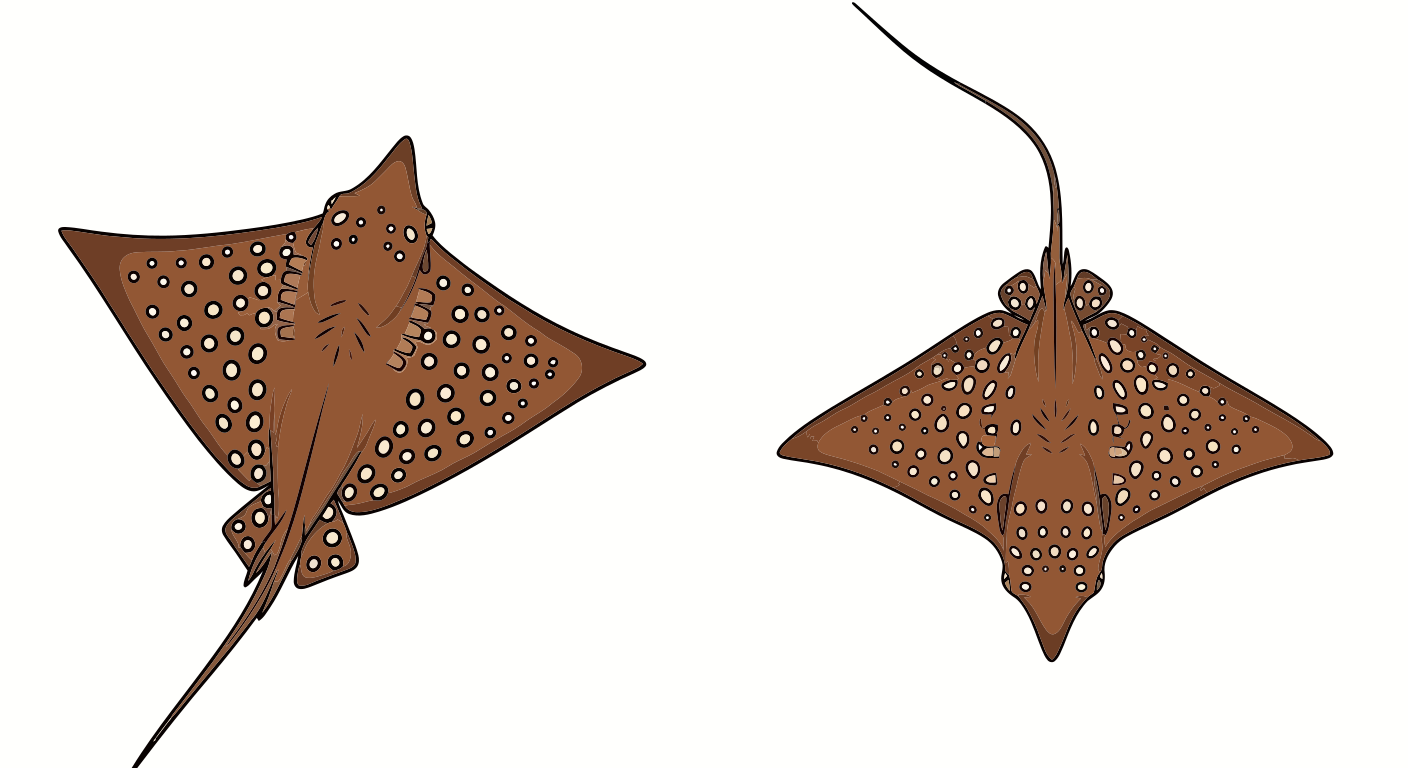 Two spotted eagle rays swimming against white background