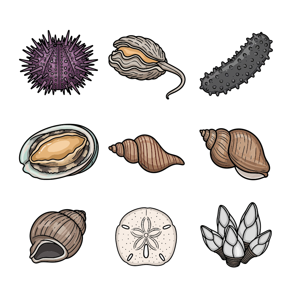 Collection of various seashells and marine life