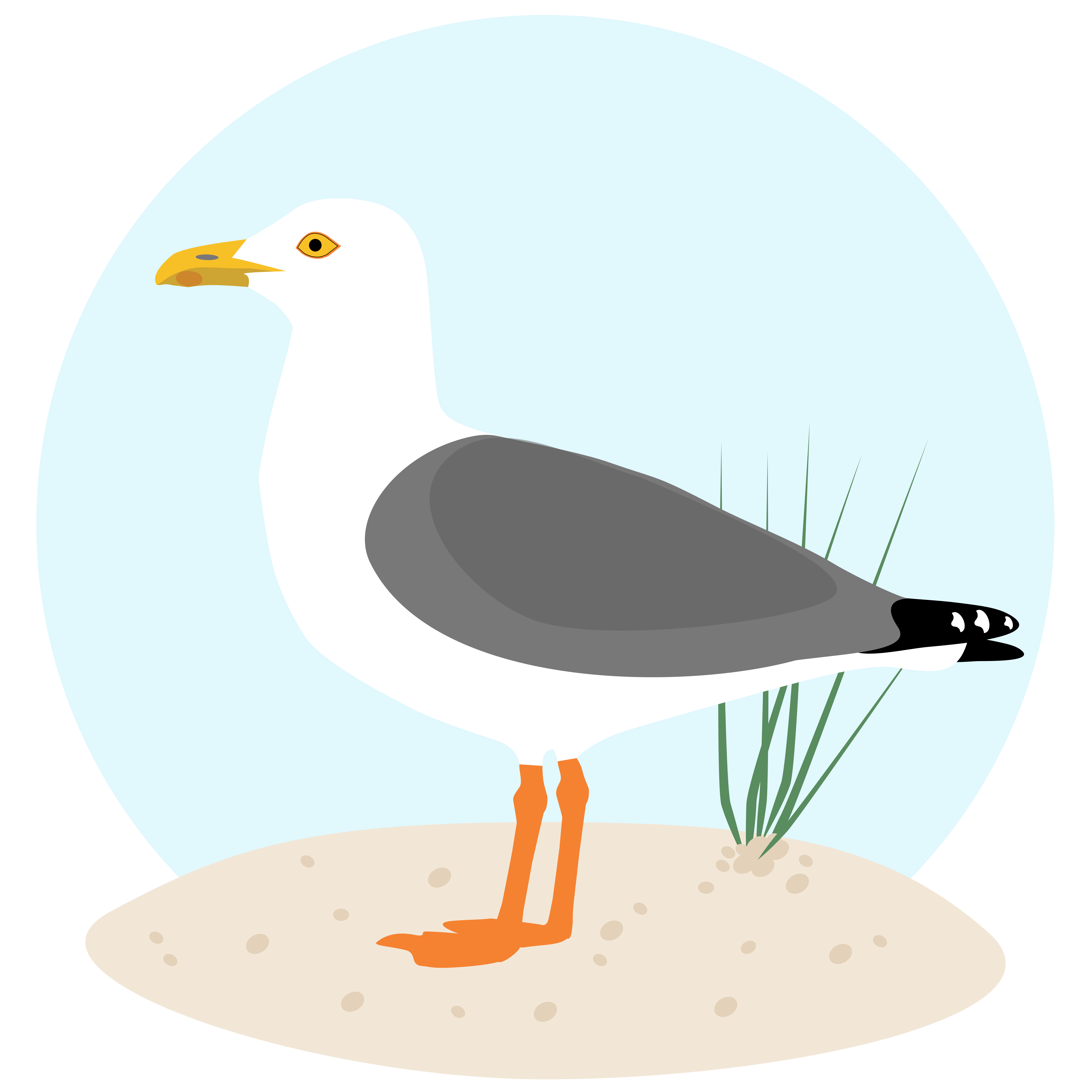 Une mouette se tient sur un rivage sablonneux avec de l’herbe.