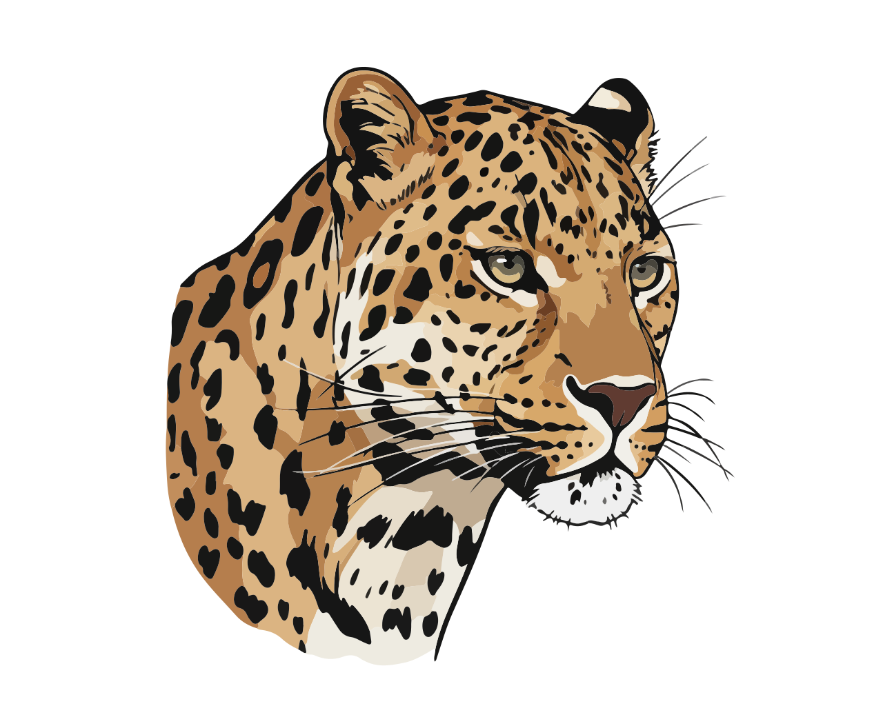 Head of a spotted leopard with piercing eyes