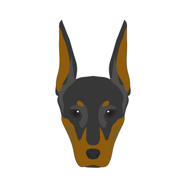 A doberman pinscher head with alert ears