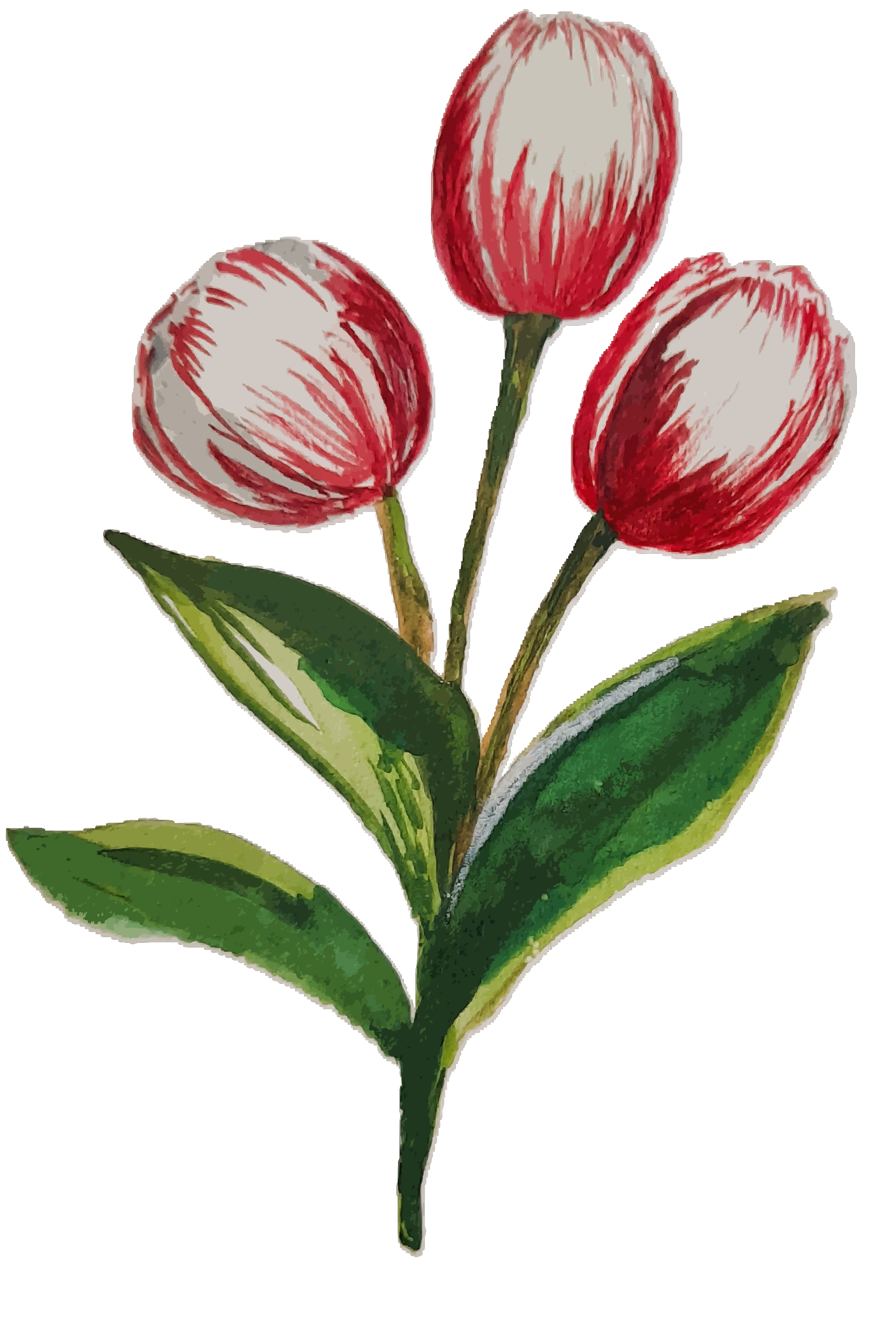 Três tulipas vermelhas e brancas com folhas verdes.