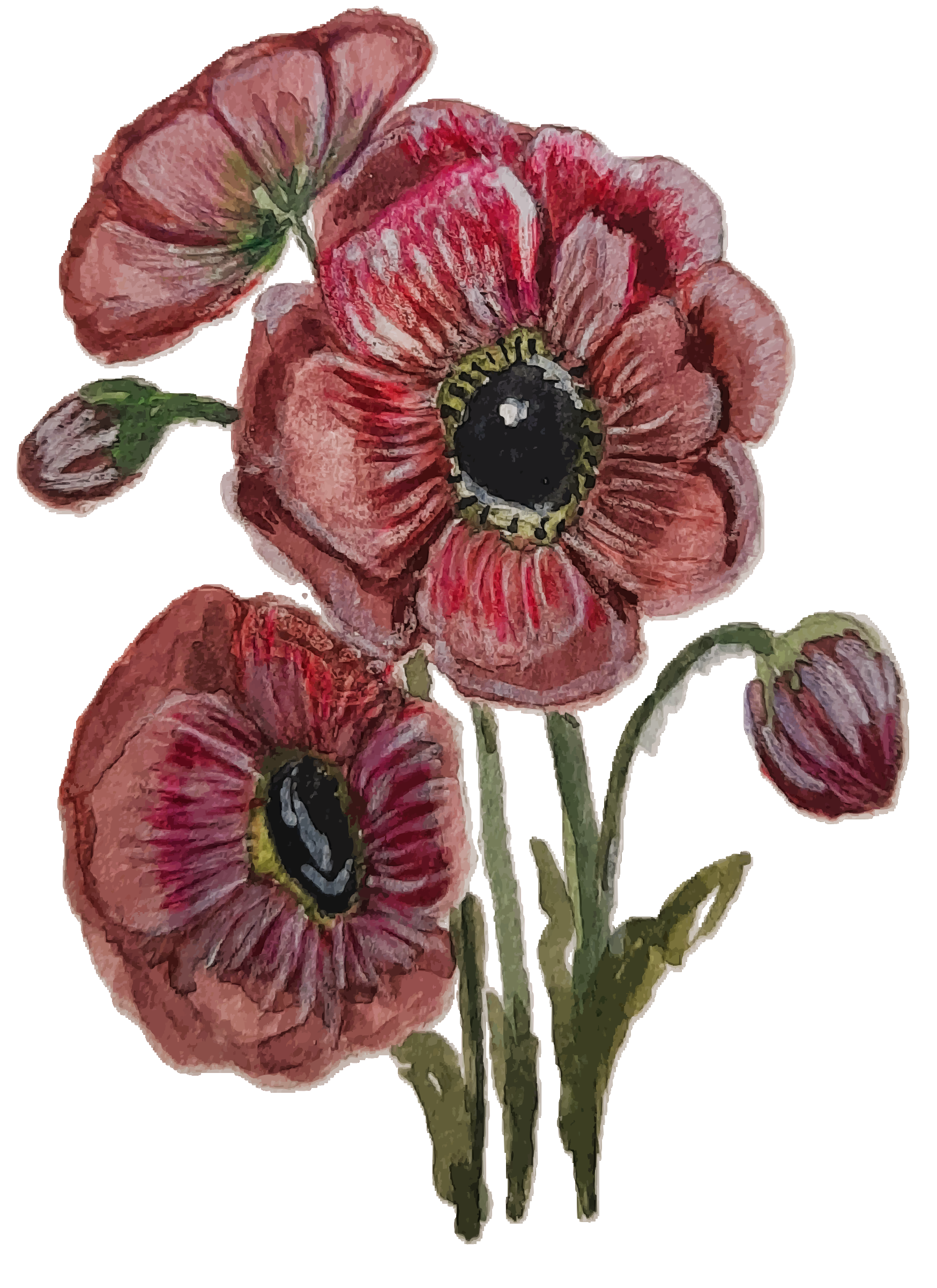 A watercolor painting of deep red anemone flowers.