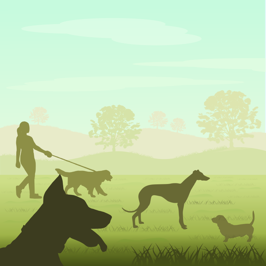 Woman walking dogs in a grassy park with trees.