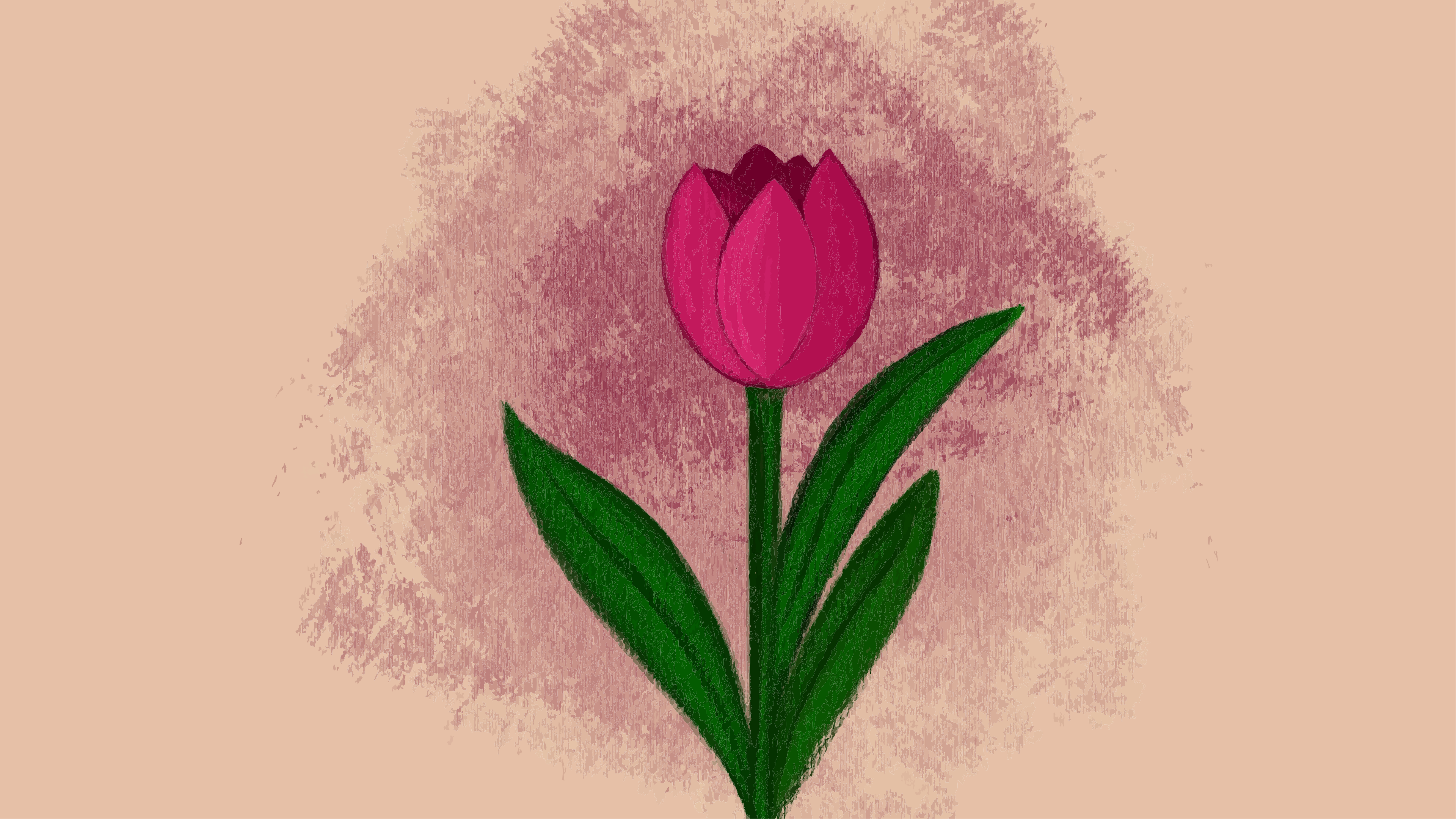 Uma única tulipa rosa com folhas verdes.