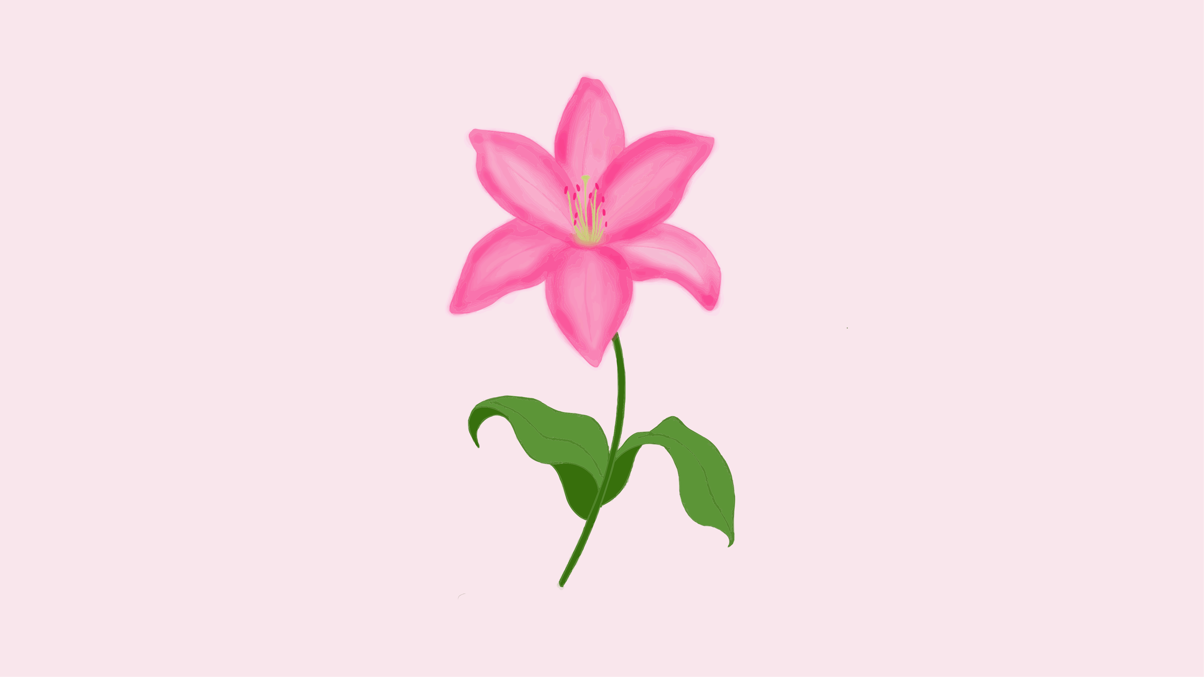 A single pink lily with green leaves