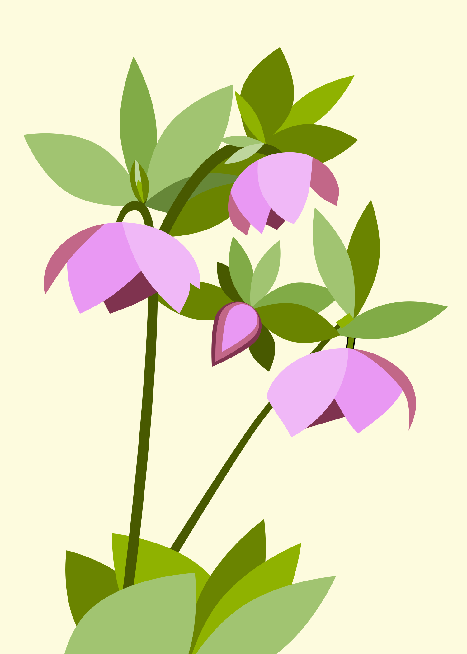Pink hellebore flowers with green leaves on cream background