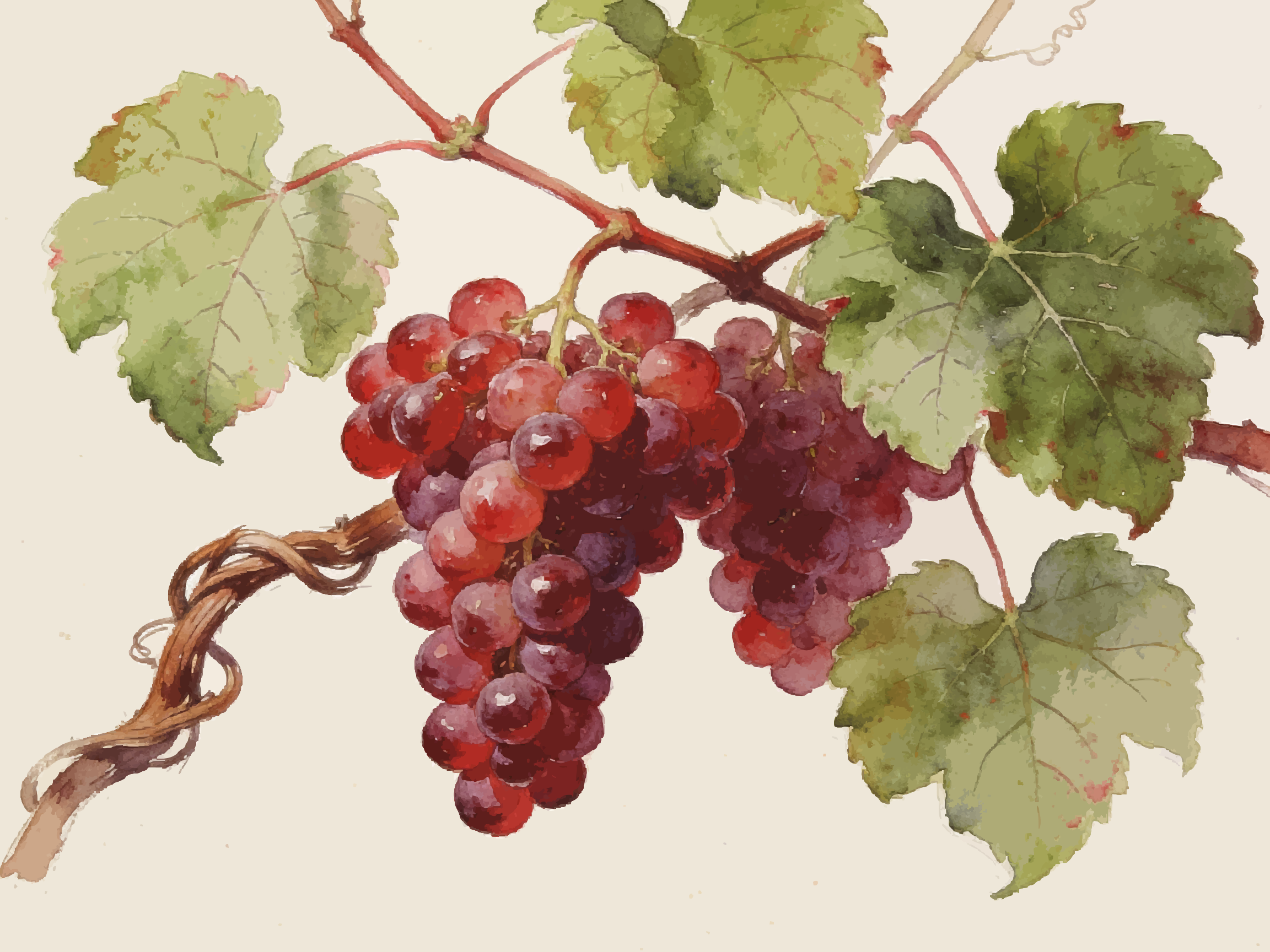 Clusters of ripe red grapes on a vine.