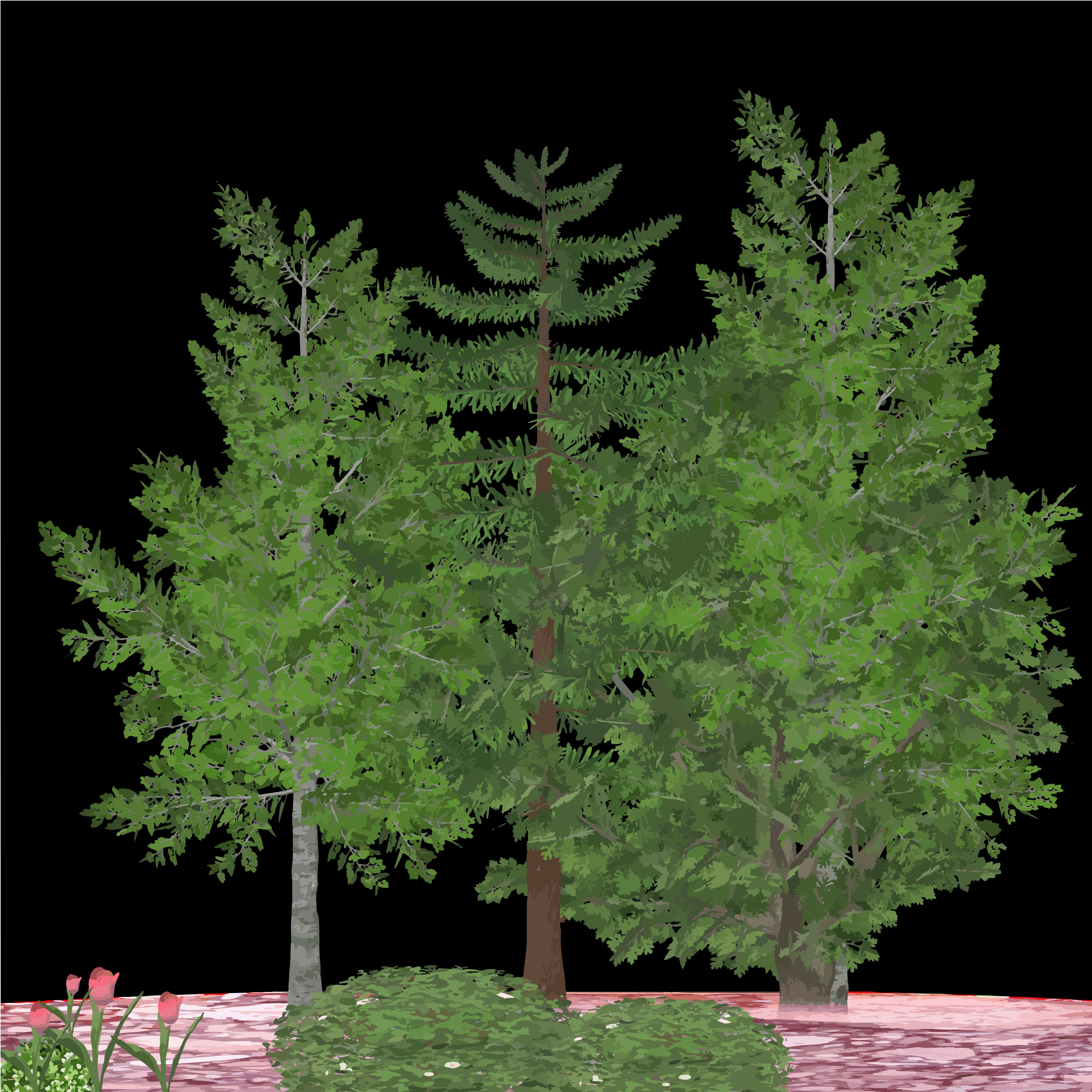 Several evergreen trees against a black background.