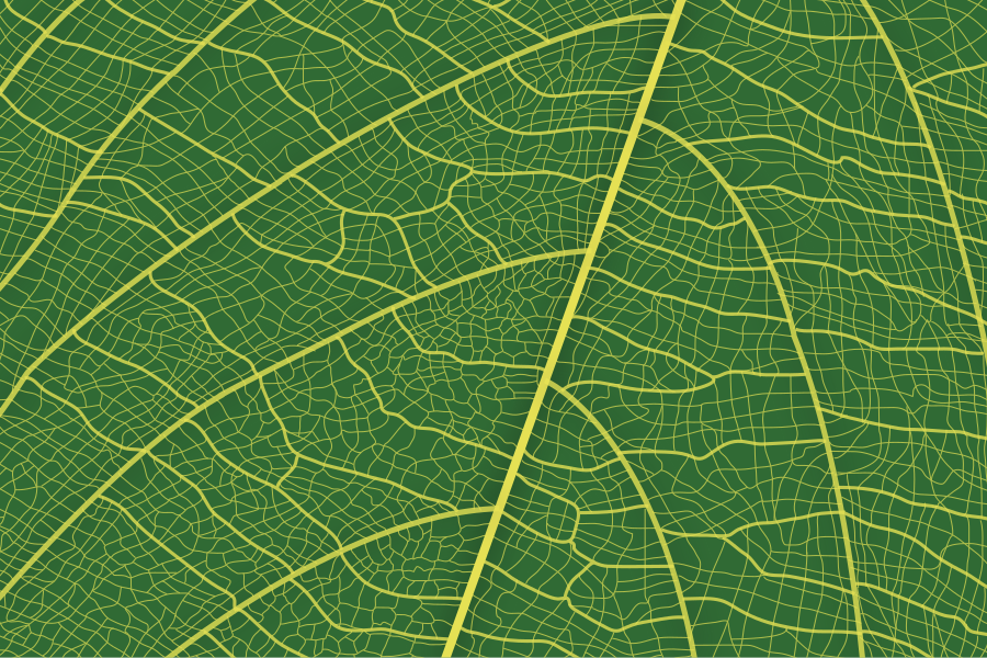 Close-up of a green leaf's intricate vein structure.