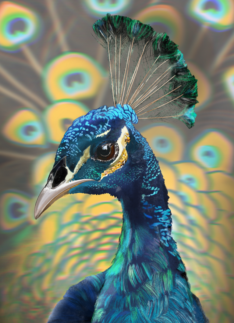 A detailed headshot of a majestic peacock displaying vibrant feathers.
