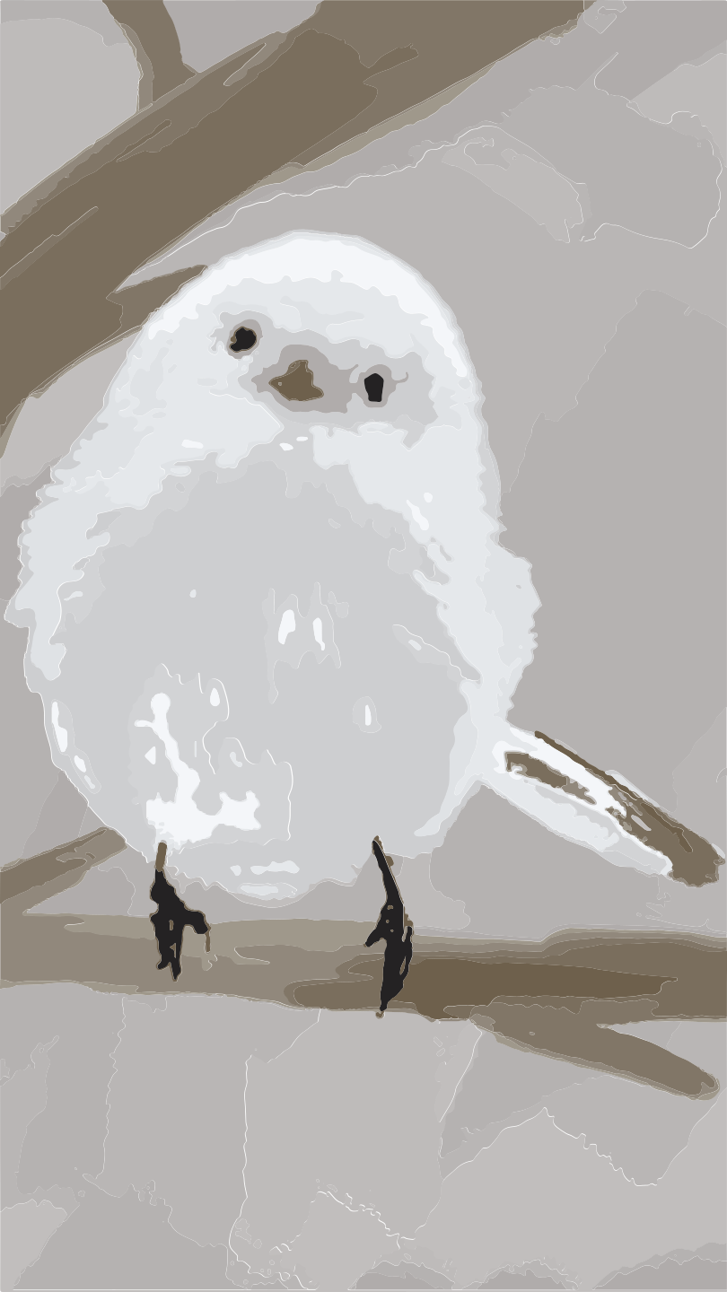 Photo by ummehaniali