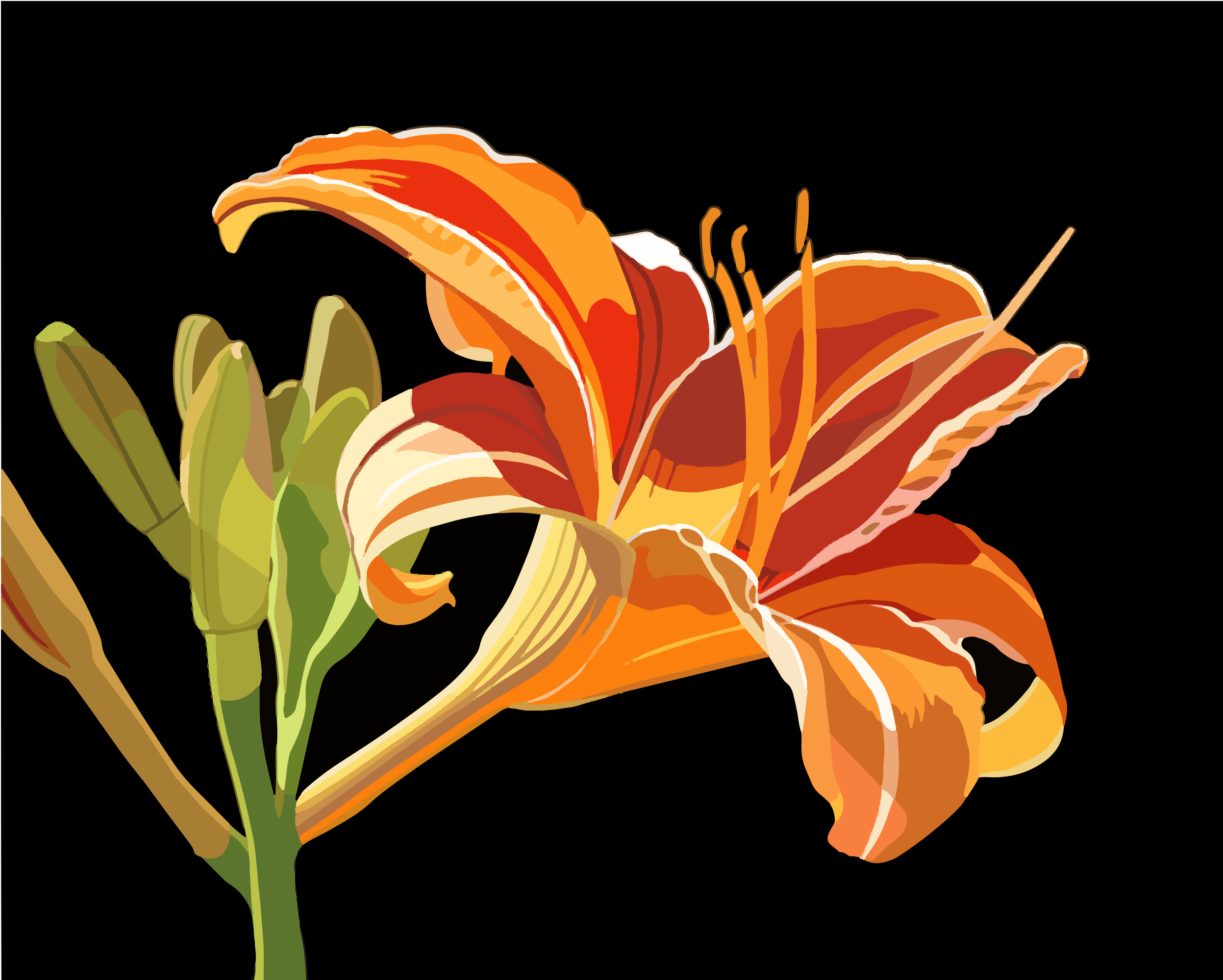 An orange lily with buds on a black background