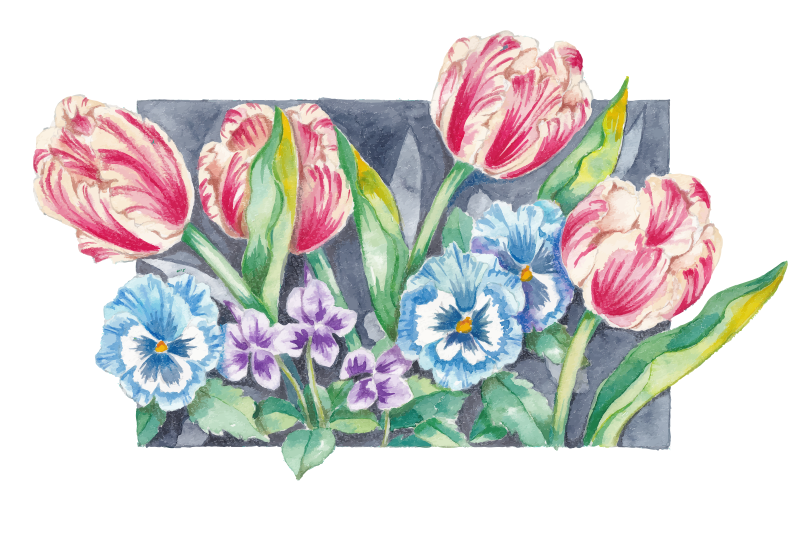 Tulipas rosas e brancas com amor-amor-vivo azul e flores roxas.