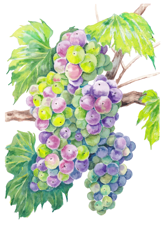 Des grappes de raisins colorés sur une vigne.