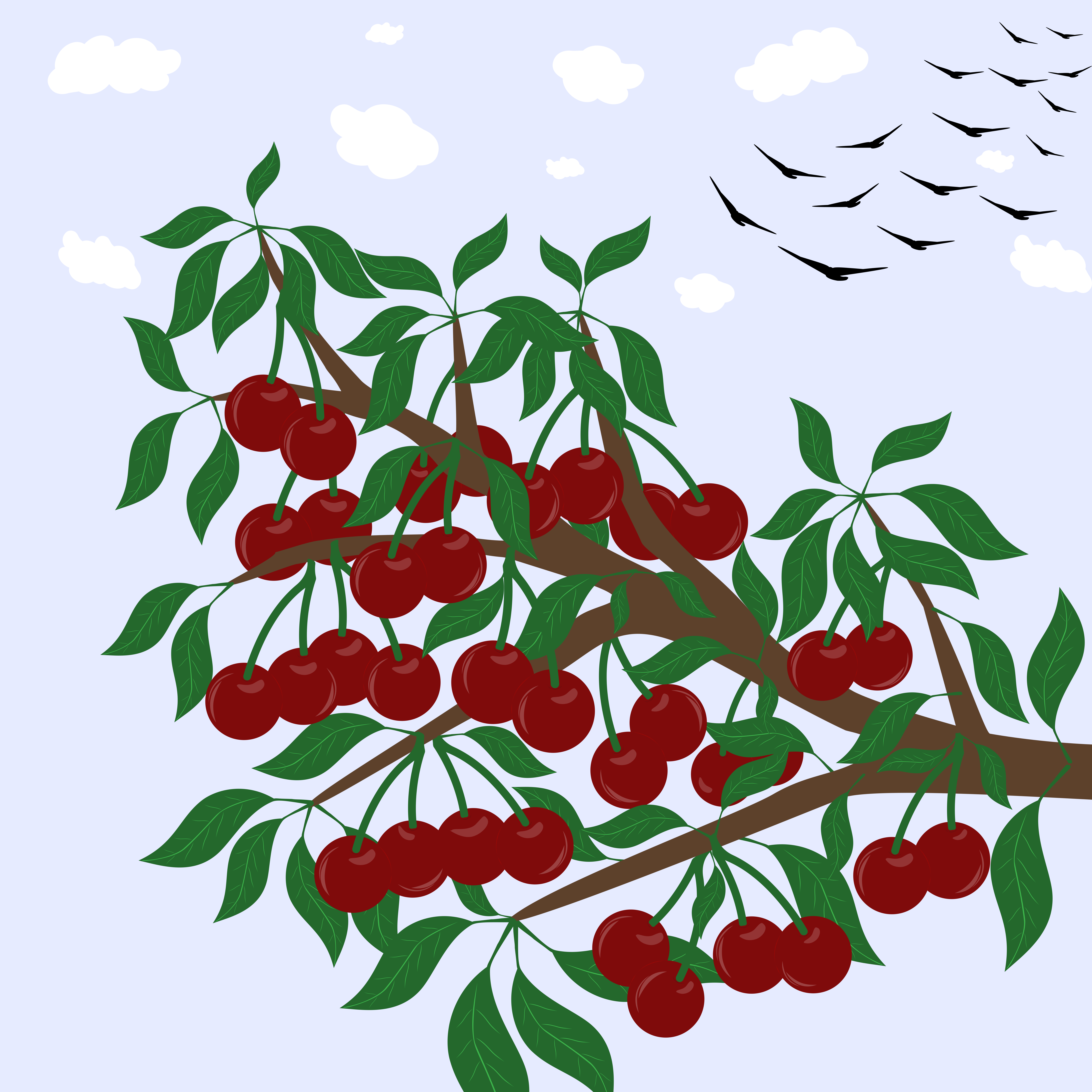 Ripe cherries hang from a tree branch with leaves.