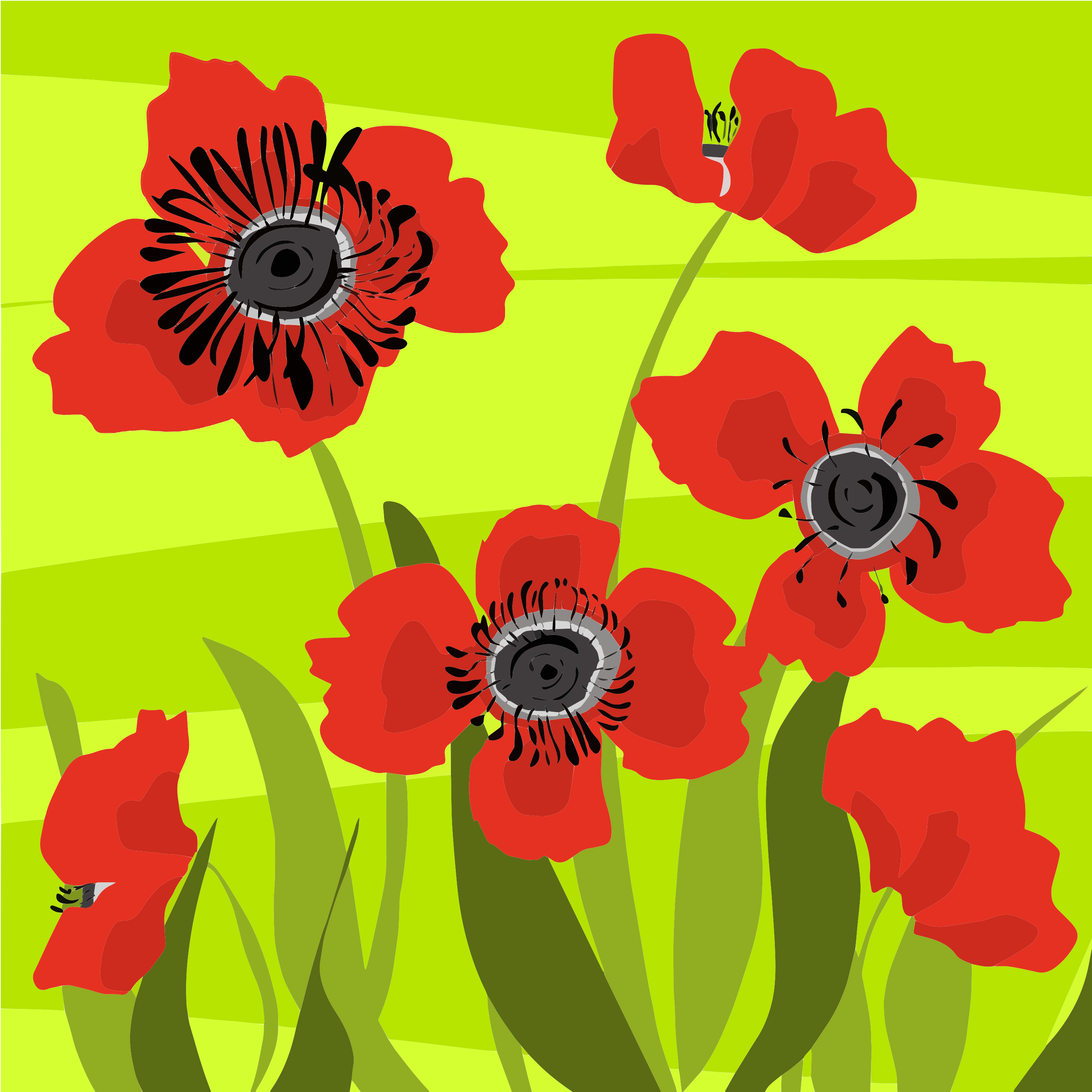 Les pavots rouges fleurissent dans un champ vert