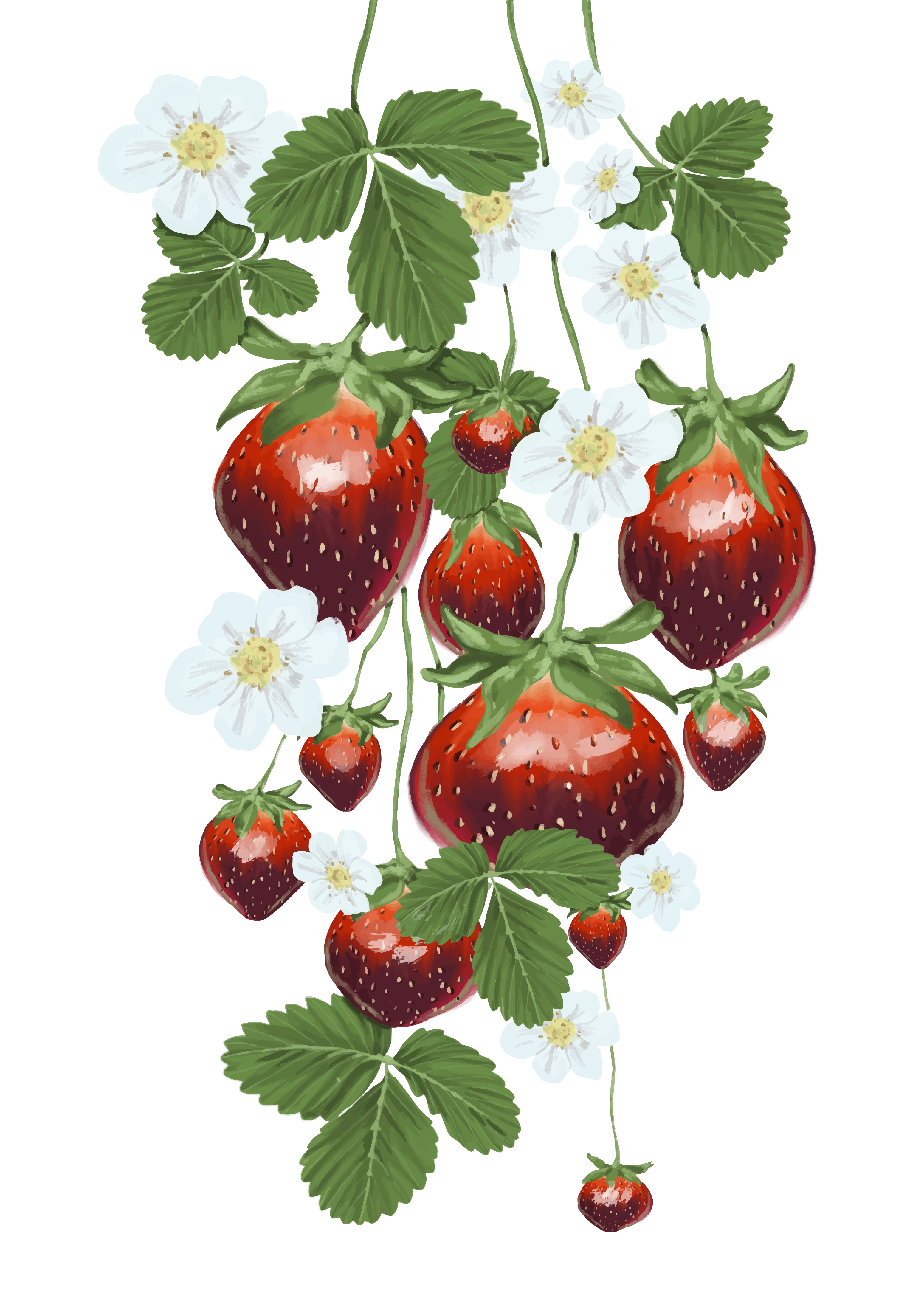 Fresh strawberries and white flowers on vines