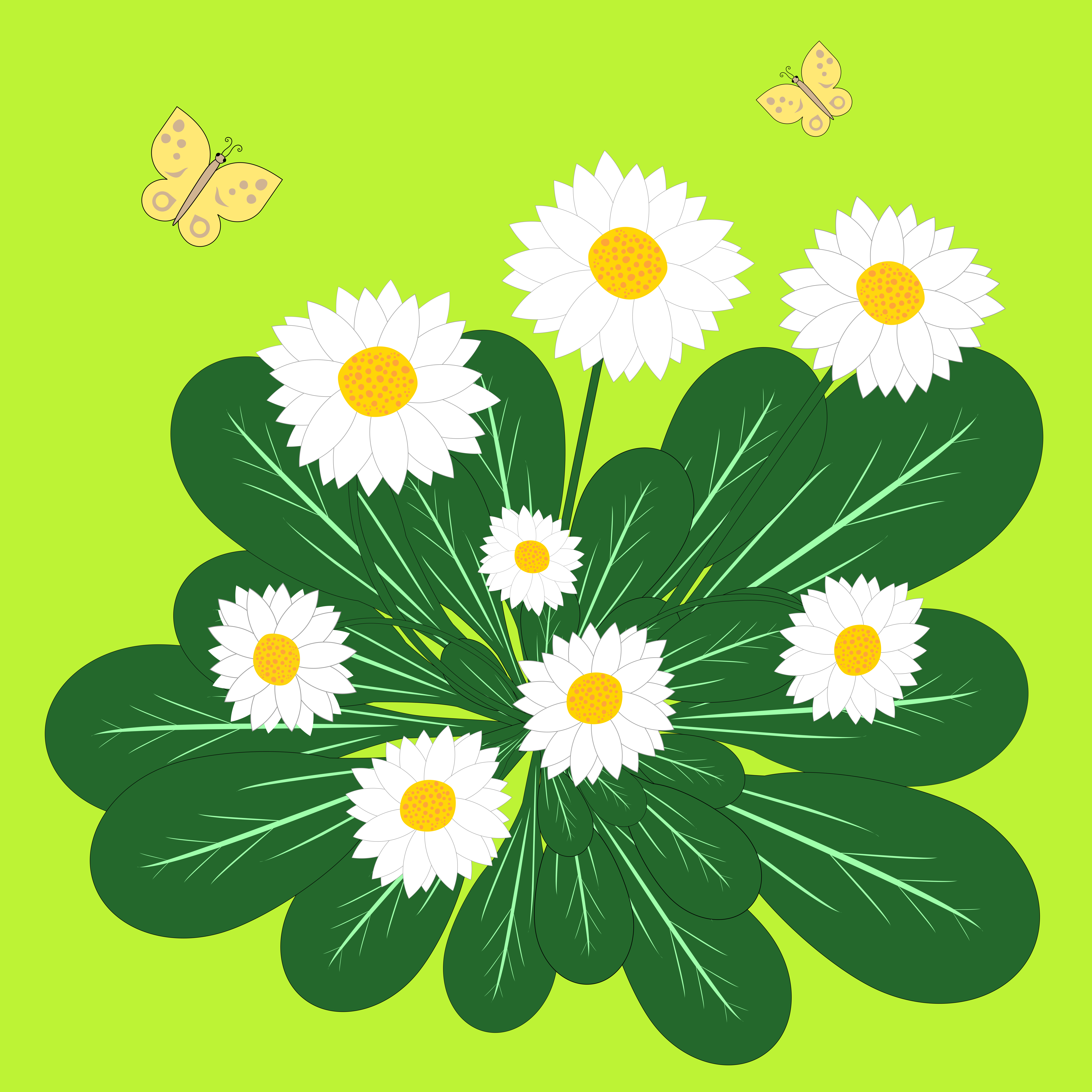 Weiße Gänseblümchen mit gelbem Zentrum und grünen Blättern, zwei Schmetterlinge.