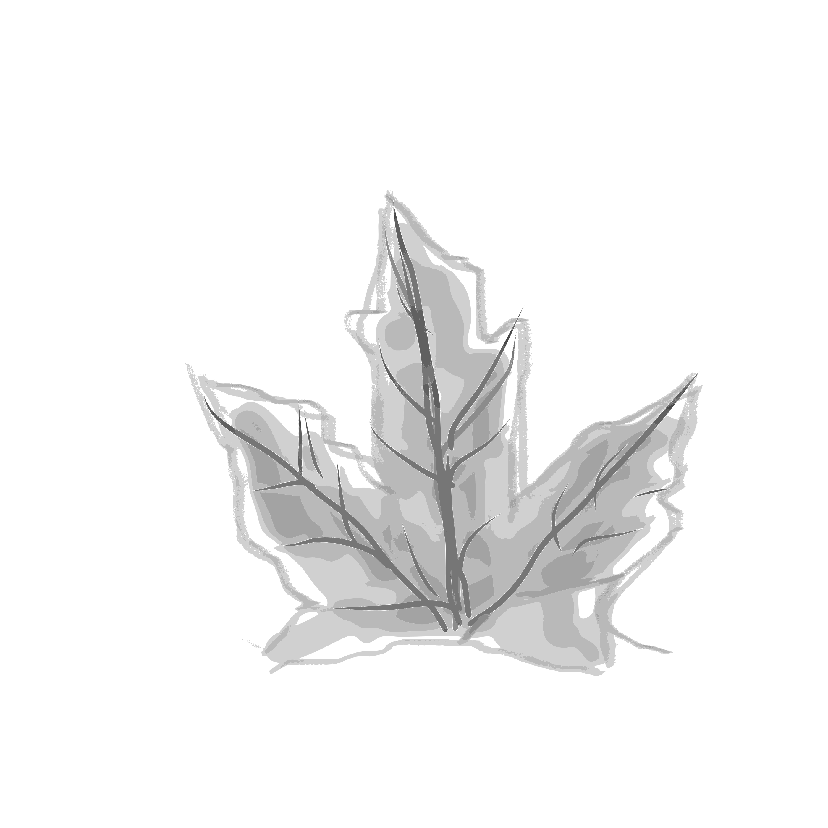 A simple sketch of a maple leaf