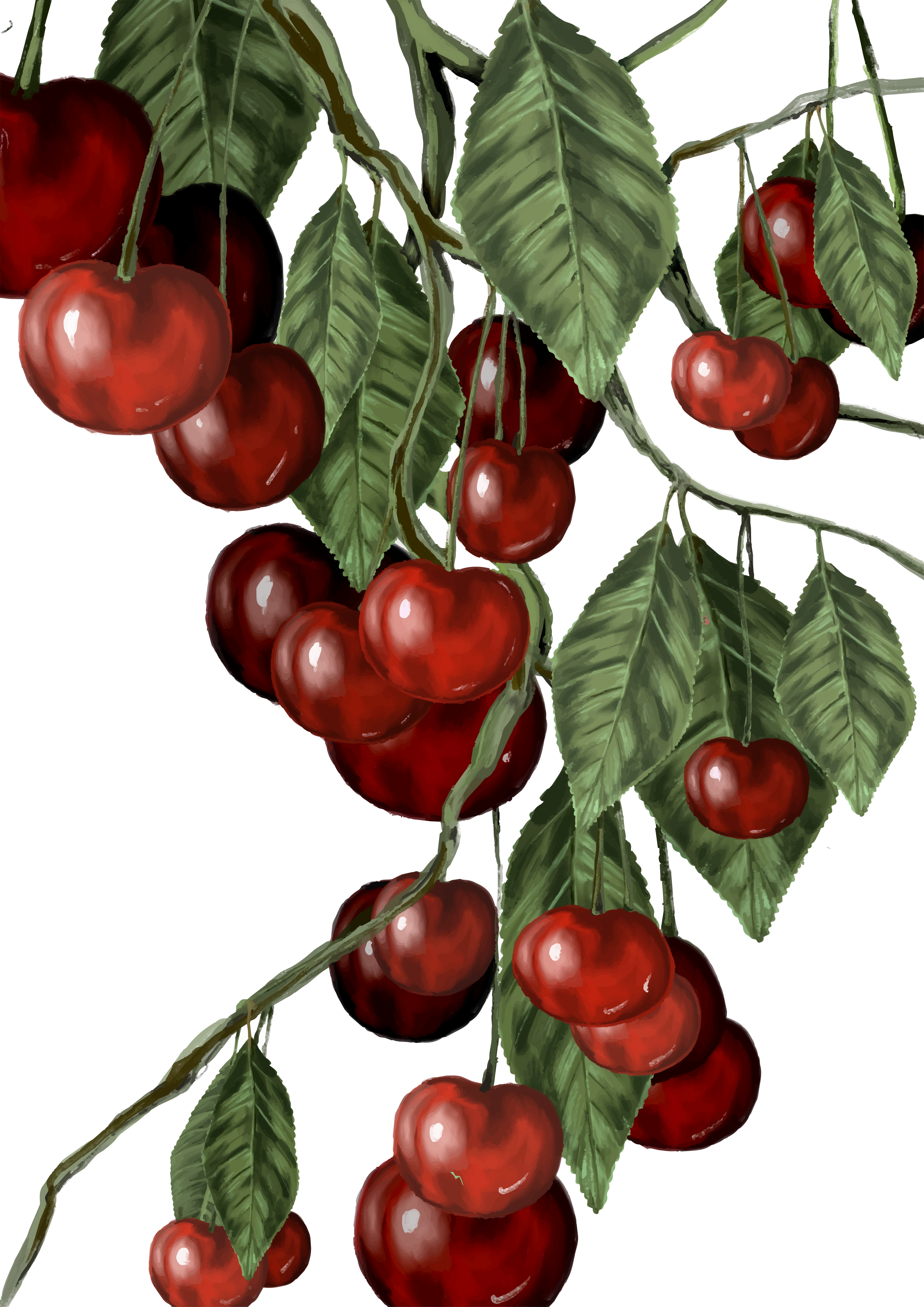 Ripe cherries hang from a leafy branch.