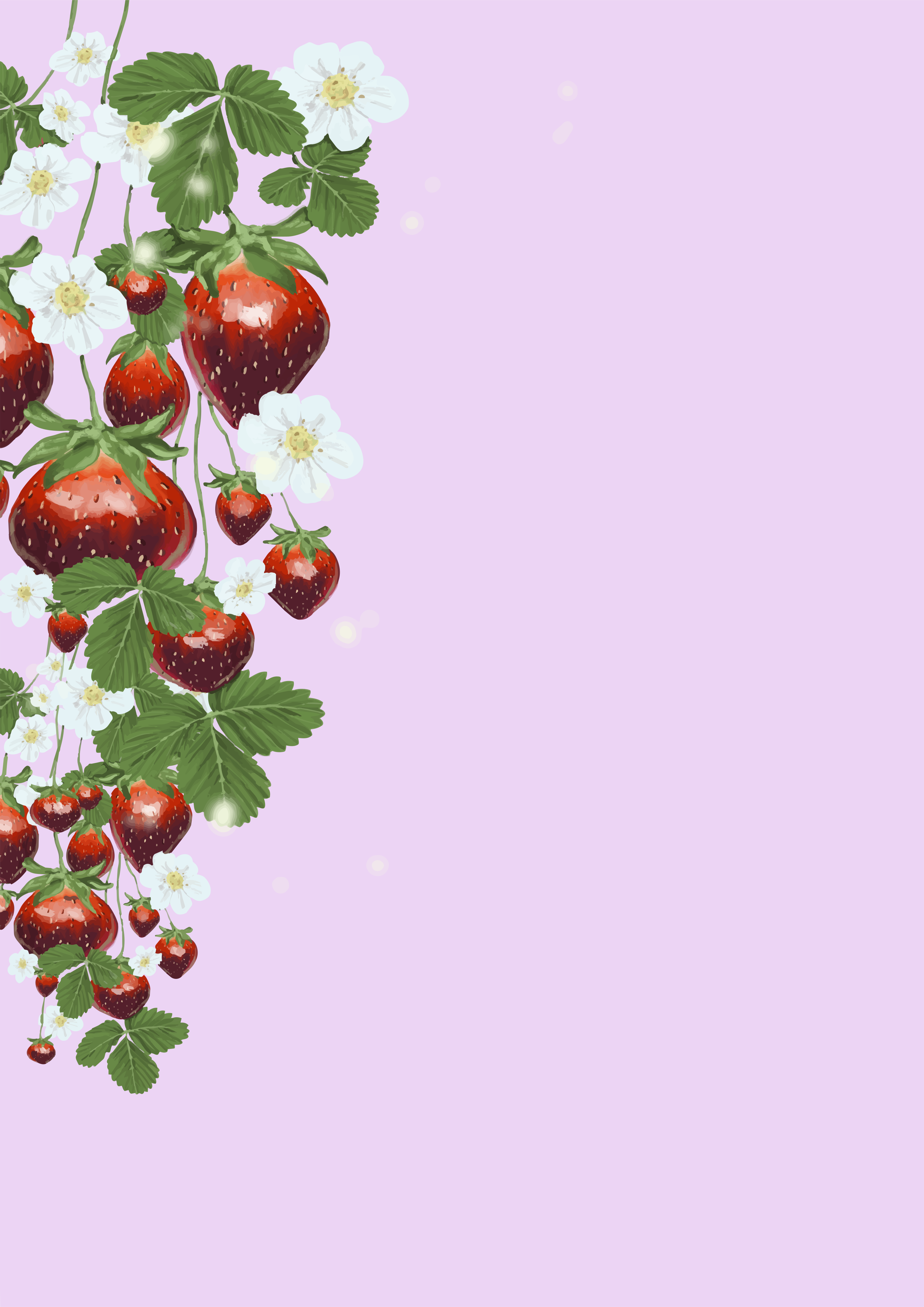 Fresh strawberries and white flowers on a pink background
