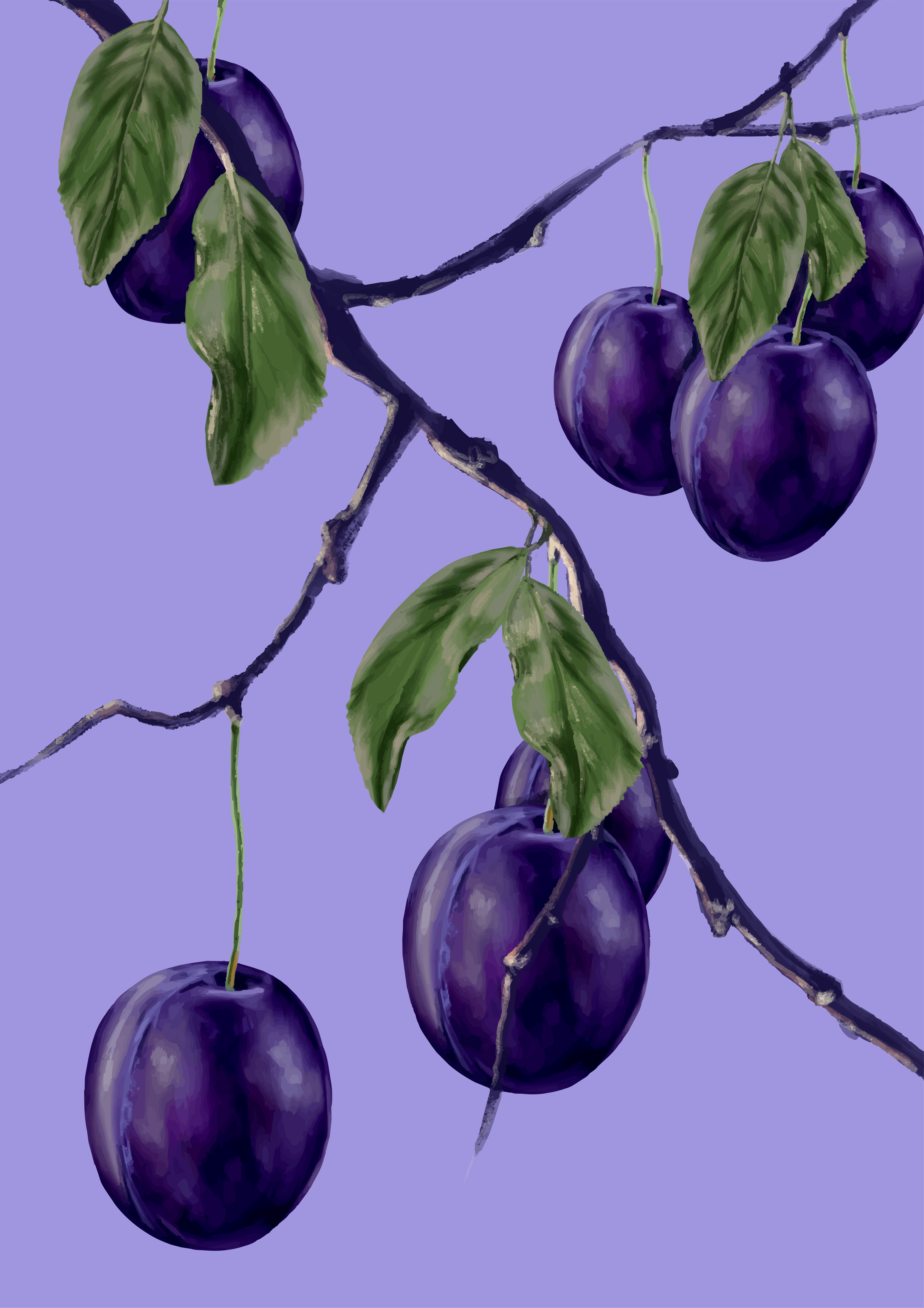 Purple plums hang from a branch with green leaves.