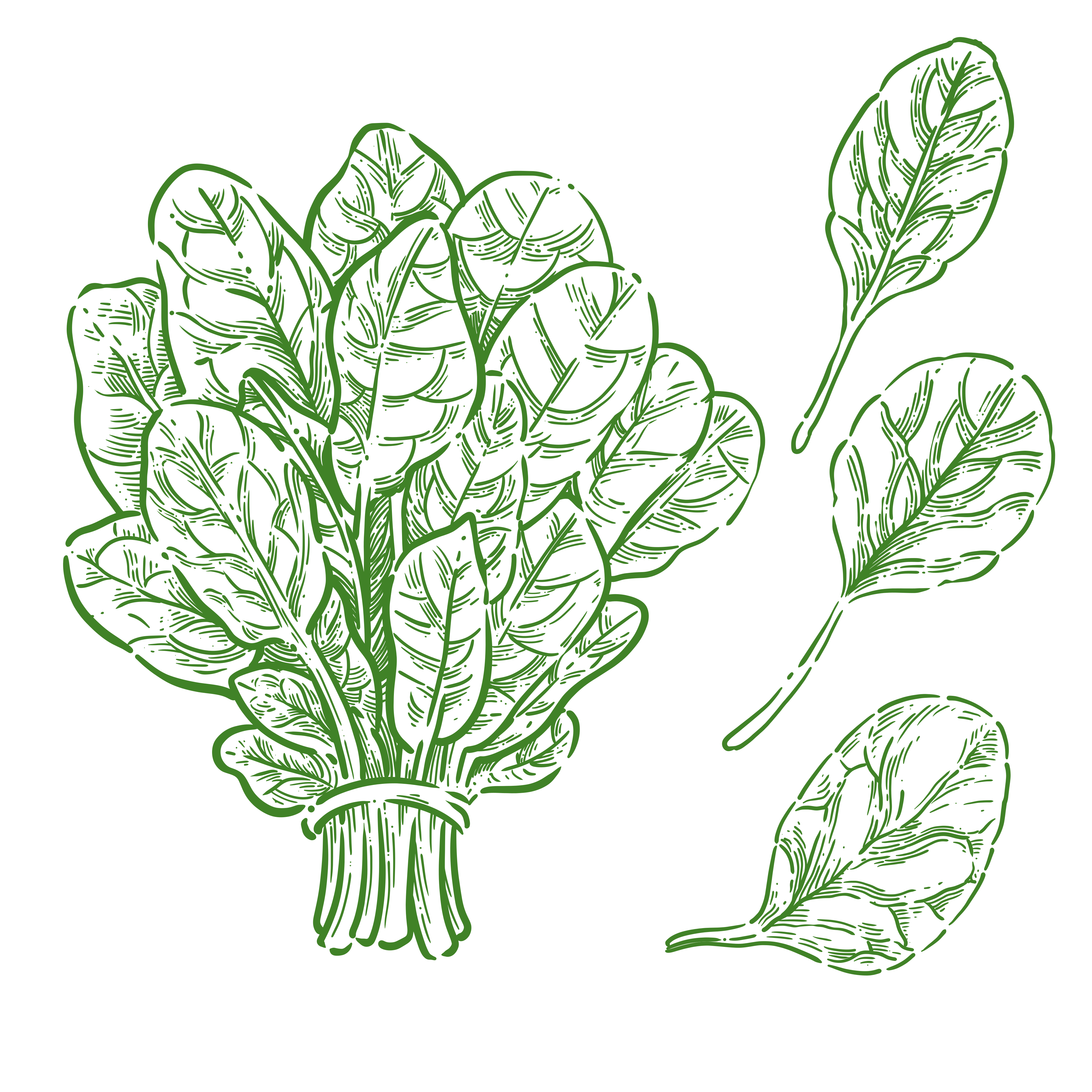 Bunch of spinach with loose leaves