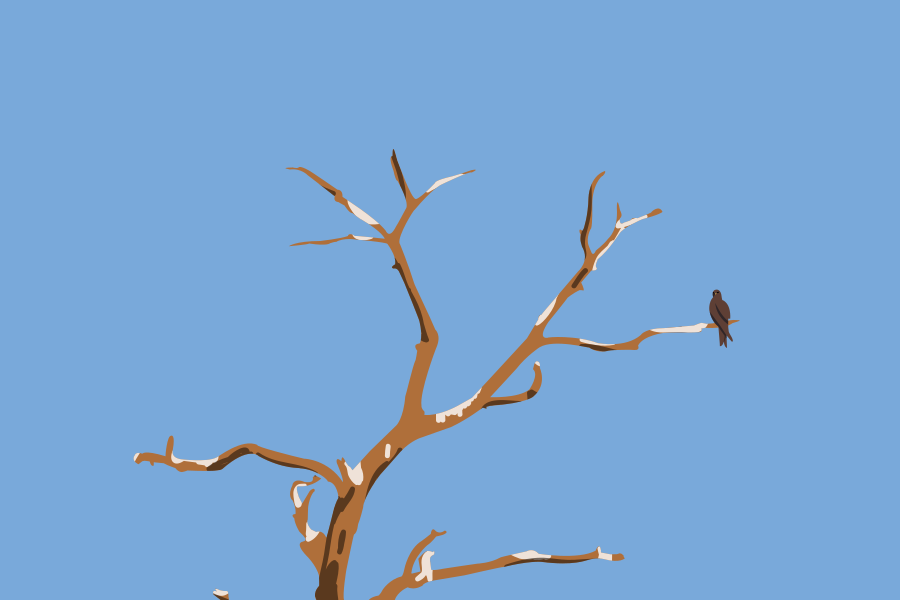 A bird sits on a snow-dusted tree branch.