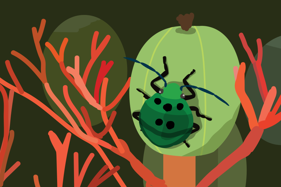 Besouro-verde com manchas pretas em um fruto verde.