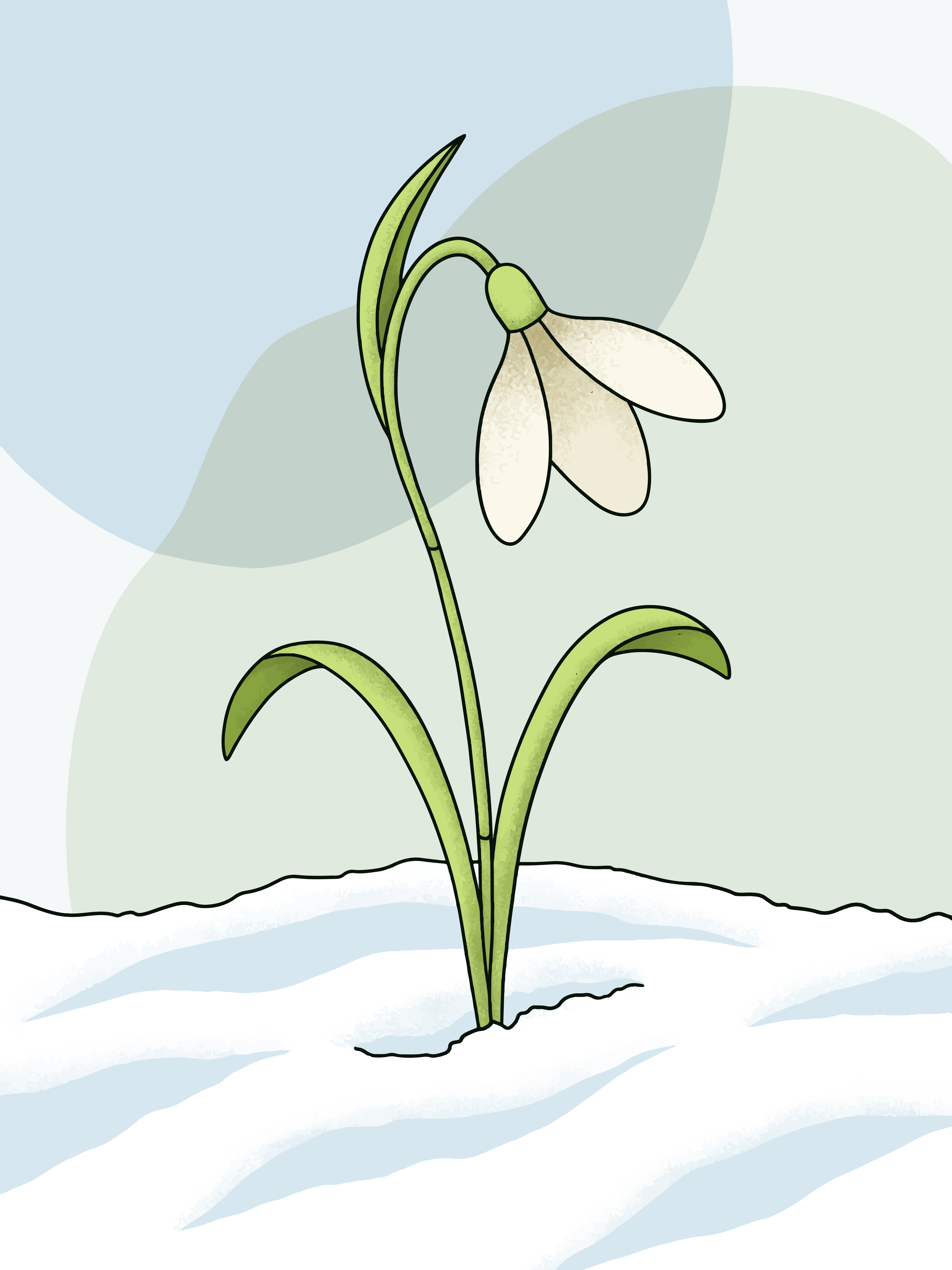 Eine einzelne Schneeglöckchenblume taucht aus dem Schnee auf.