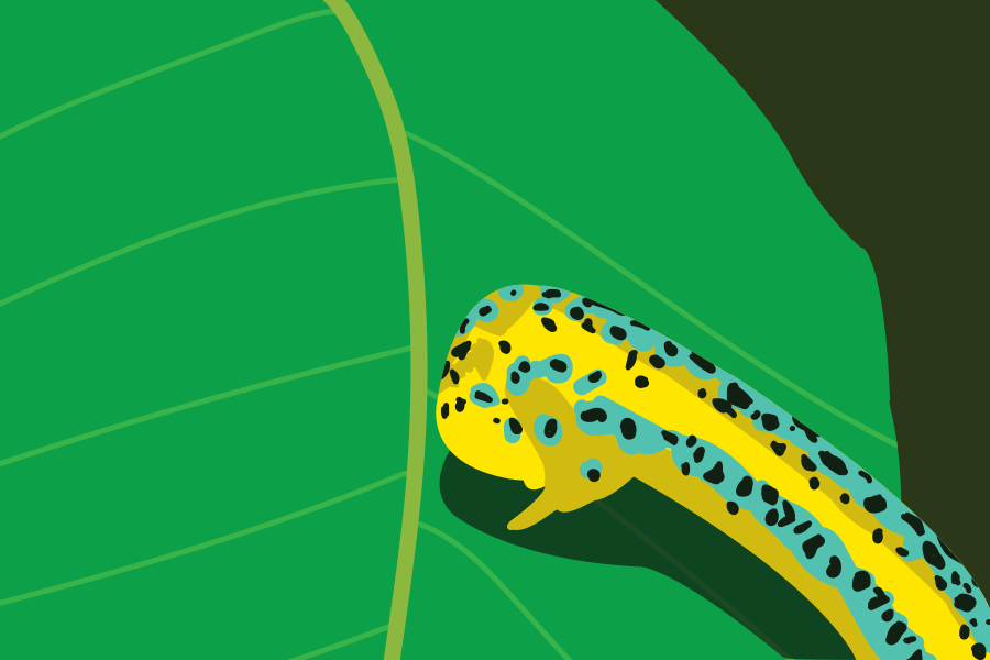 Une chenille jaune avec des taches bleues sur une feuille verte.
