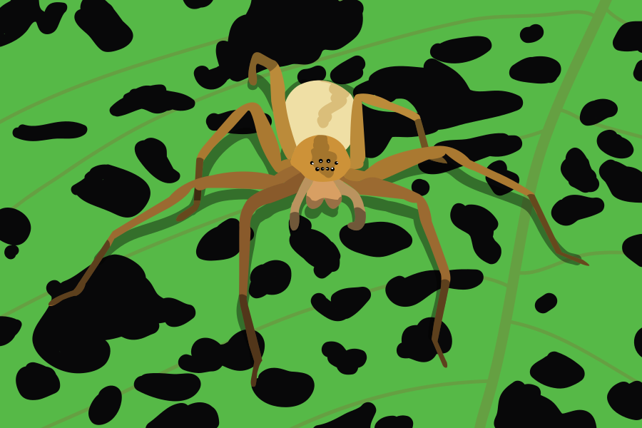 Eine Spinne mit hellem Abdomen auf einem grünen Blatt.