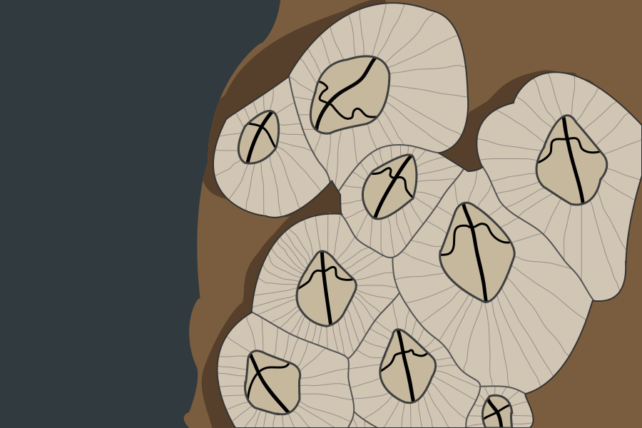 Cluster of barnacles attached to a surface.