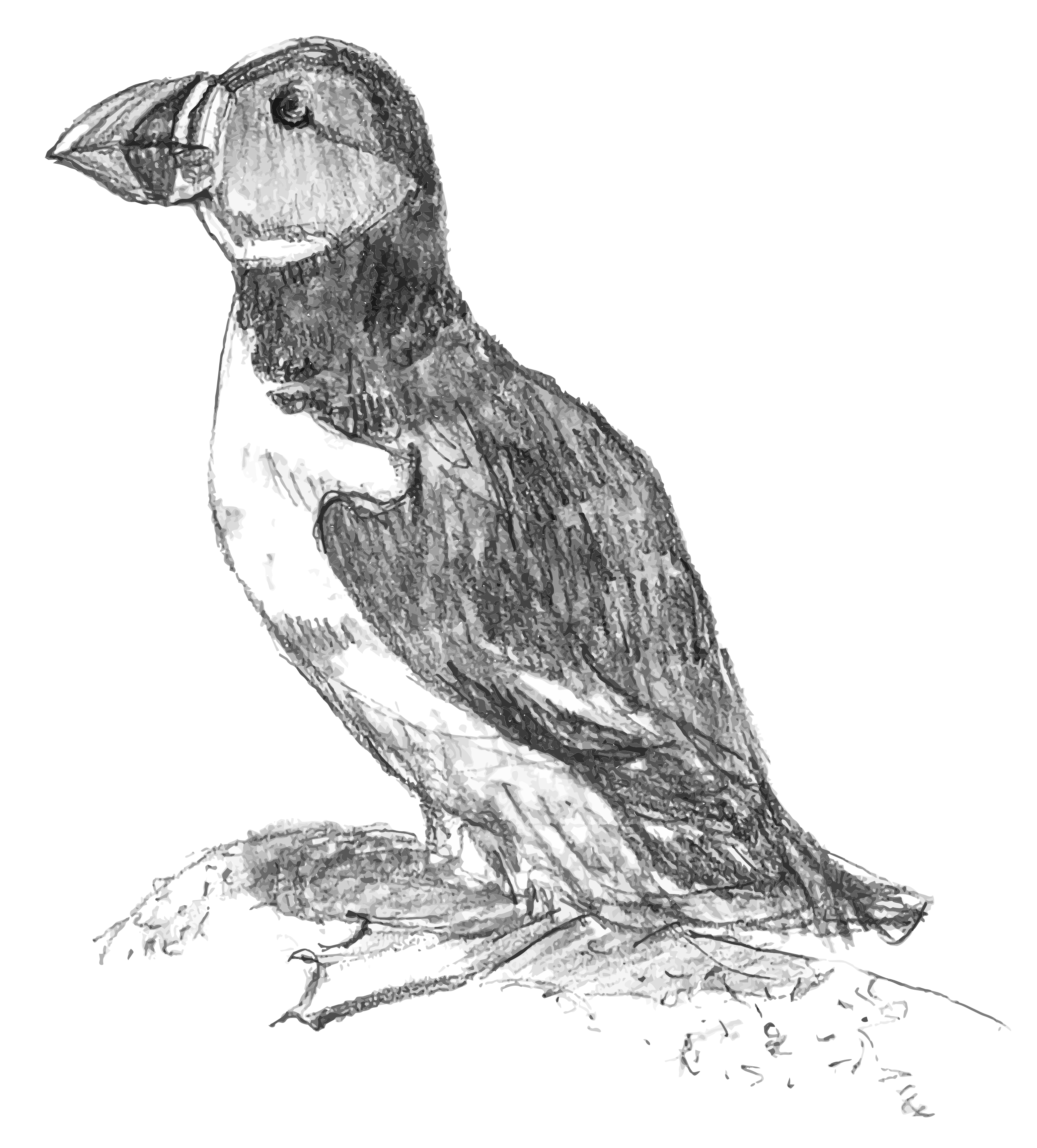 Sketsa burung puffin dengan latar belakang putih
