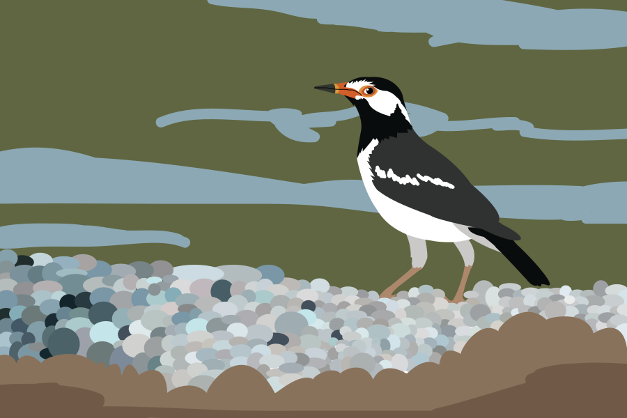 A black and white bird stands on a rocky shore.