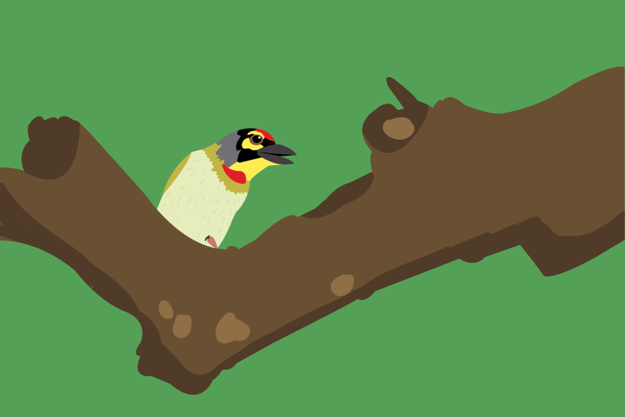 A colorful bird rests on a tree branch.