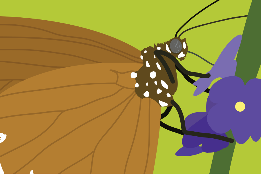 Borboleta marrom com manchas brancas nas flores roxas.